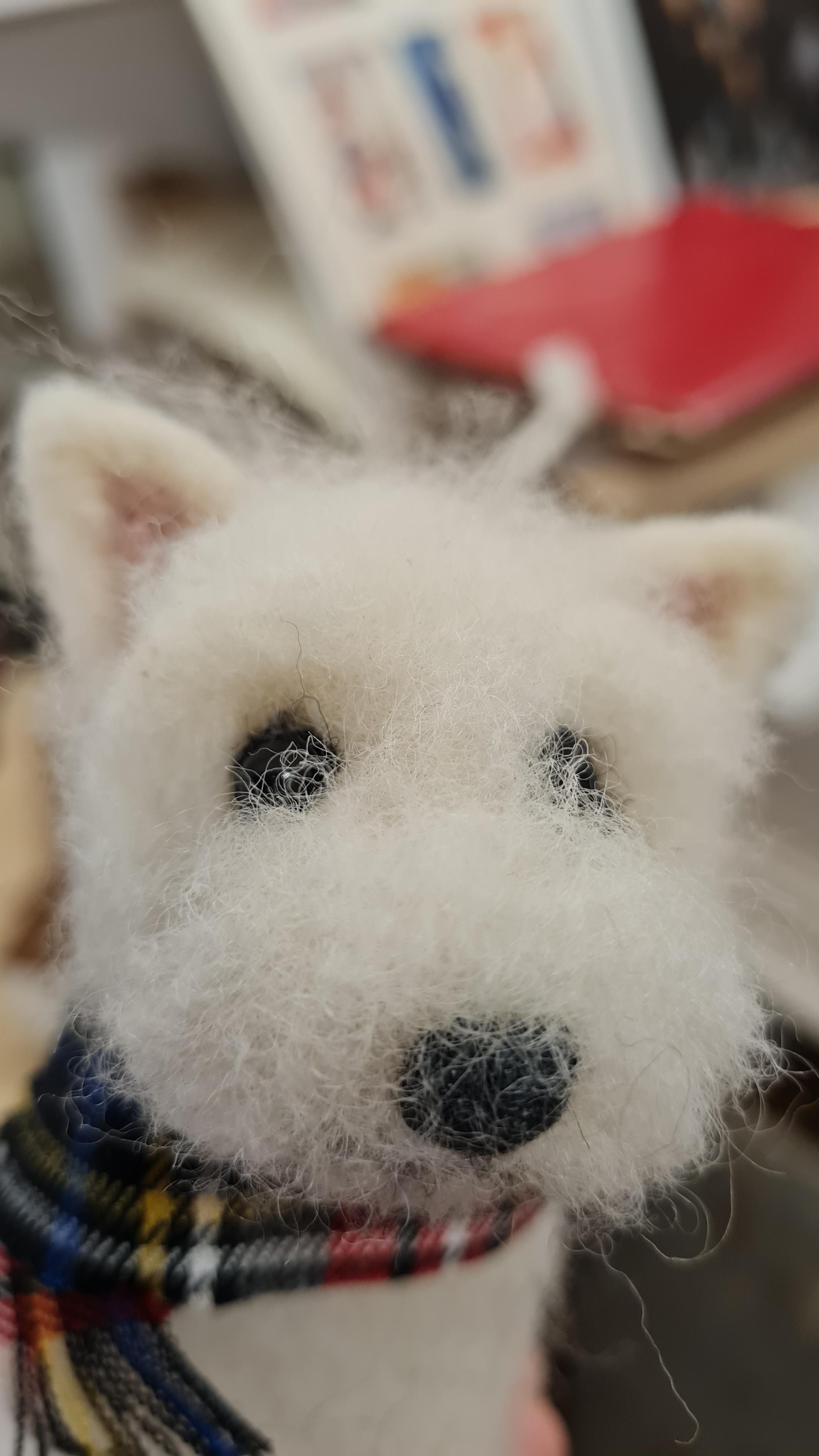 Westie