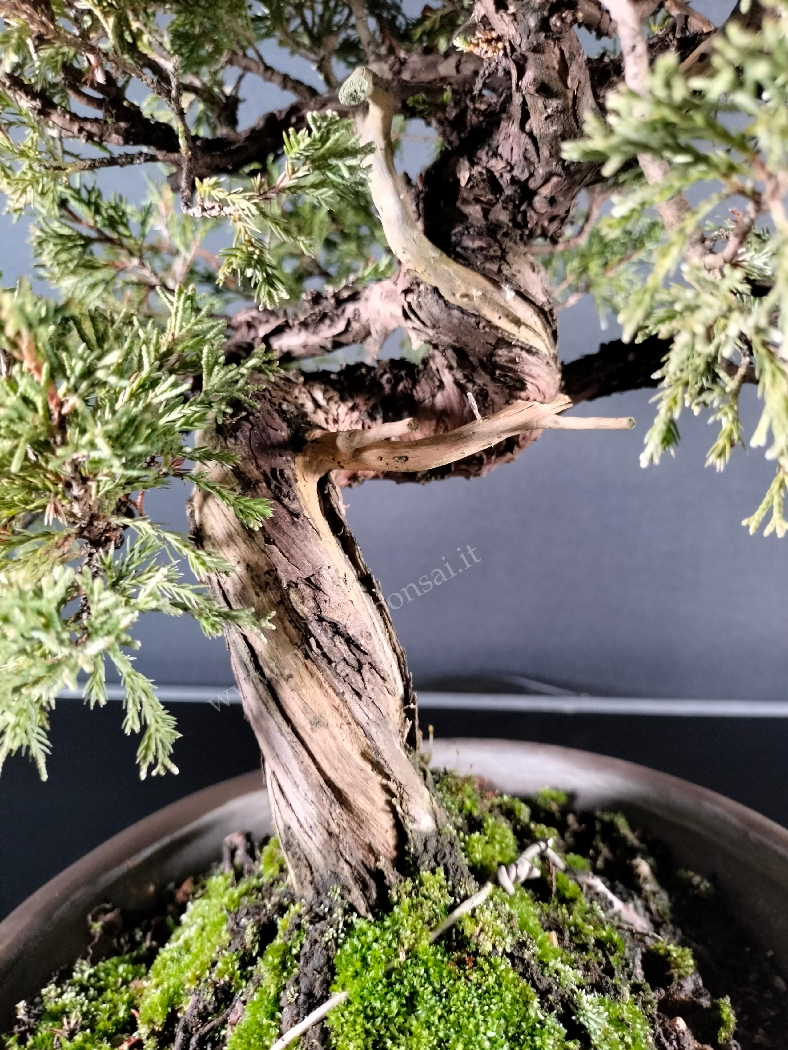 JUNIPERUS ITOIGAWA GI203