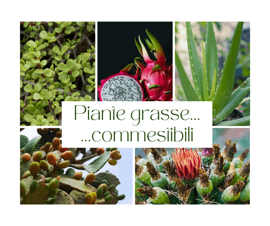 piante-grasse-commestibili-cactus-succulente-coltivazioni-del-futuro-vitamine-sali-minerali-antiossidanti-fibre-colesterolo-intestino-cucina-insalata-liquore-piatto-tipico