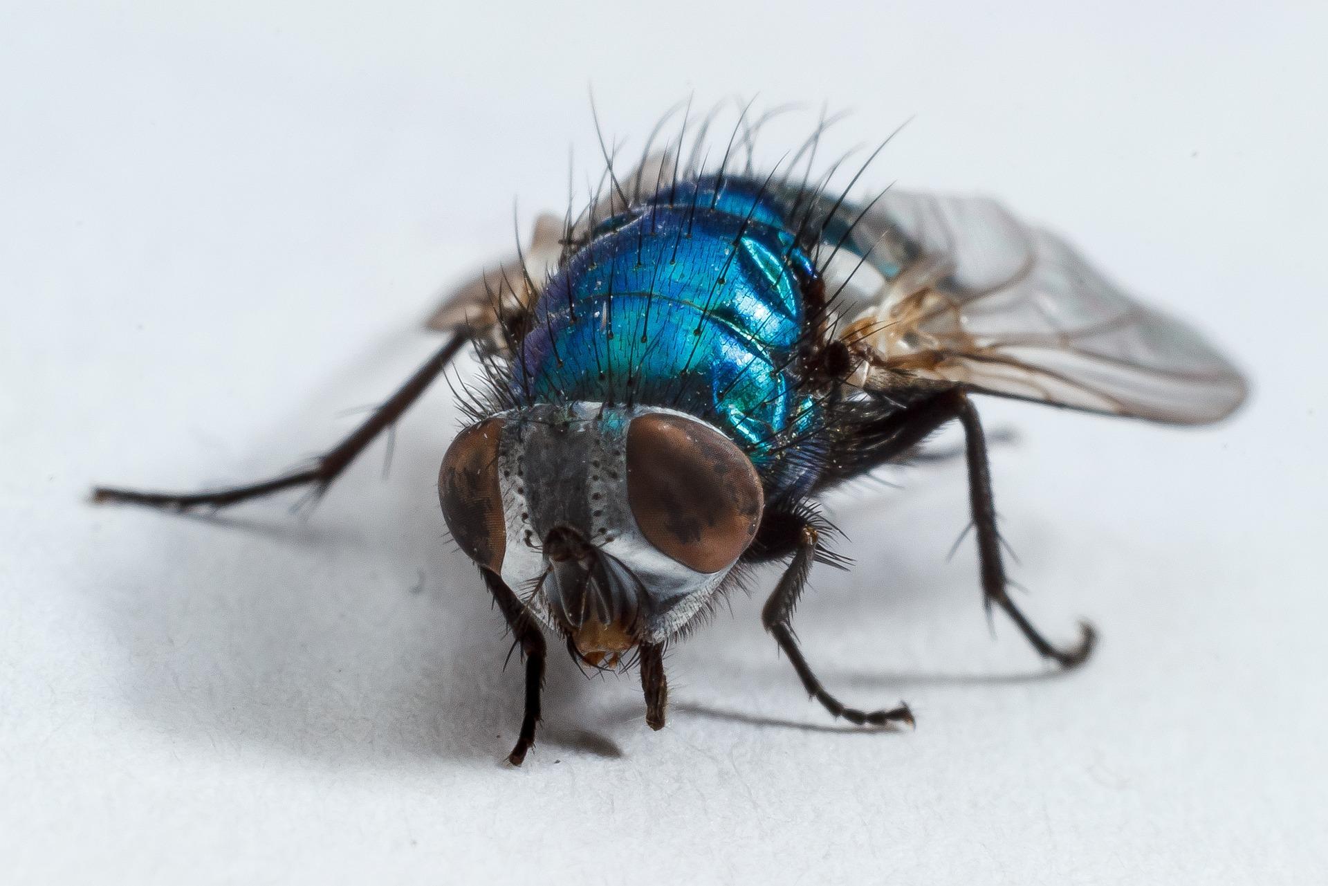 Musca domestica, Calliphora spp., Lucilia spp., Sarcophaga sp., Piophila casei