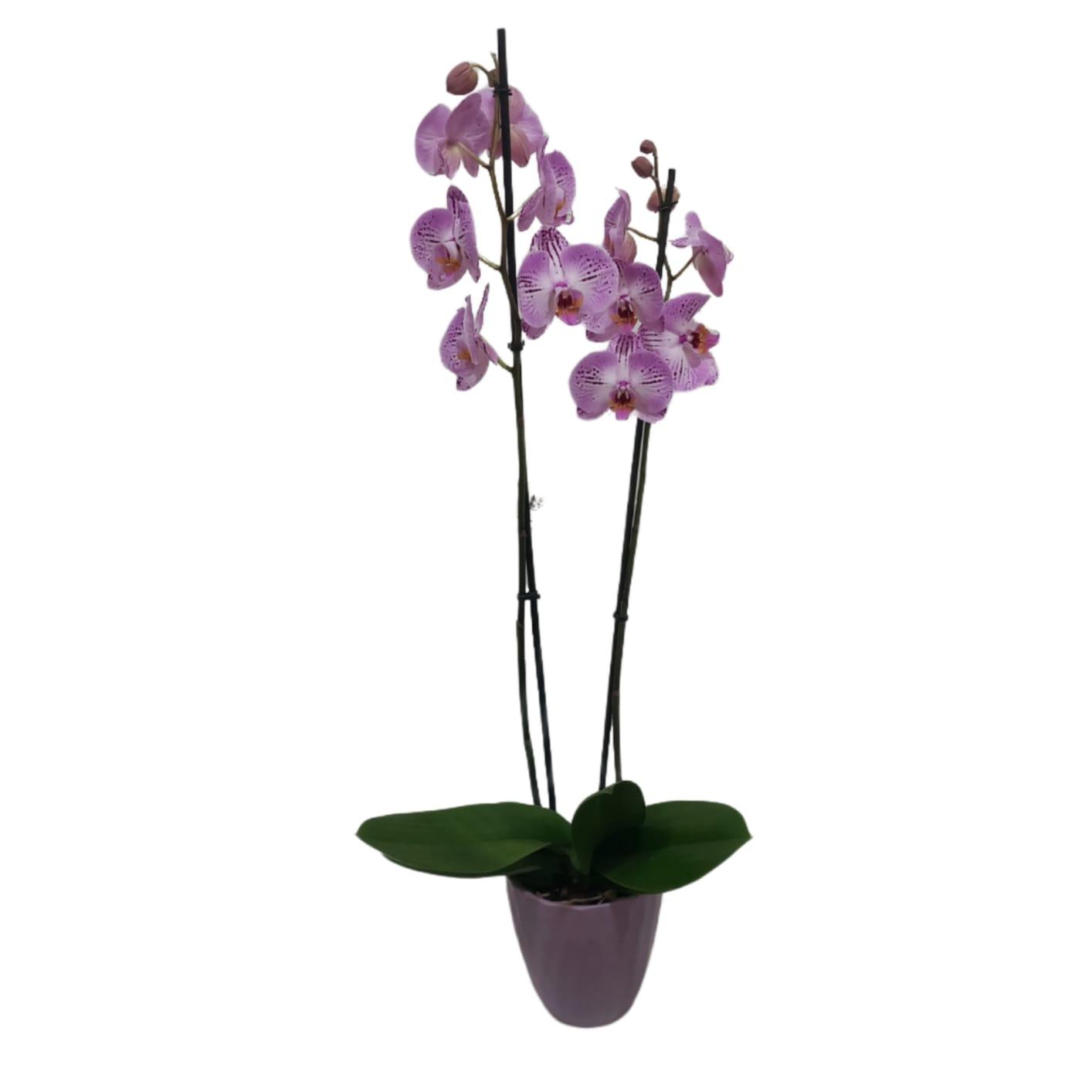 Orchidea in vaso