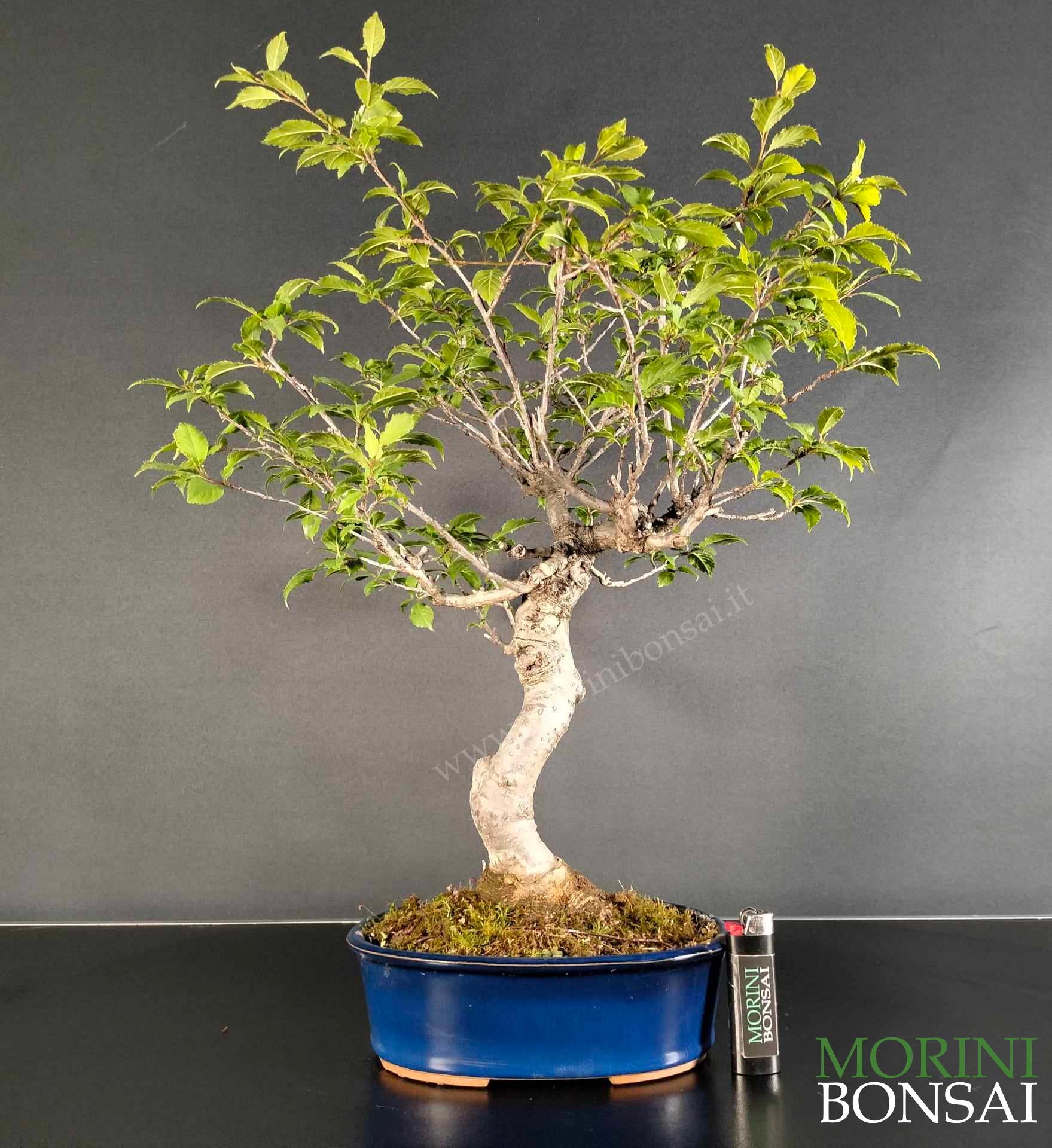 ILEX SERRATA IS002