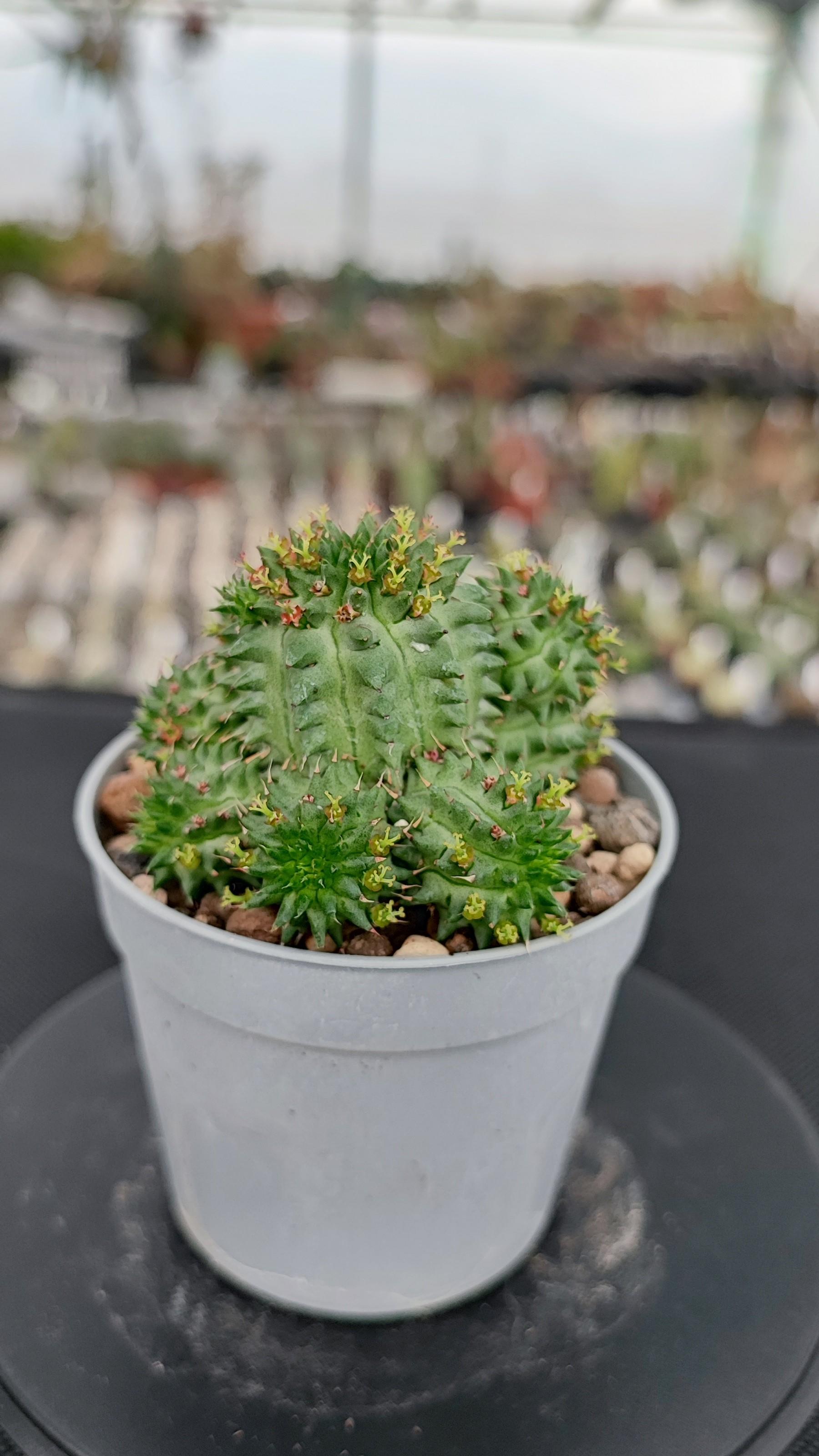Euphorbia Susannae