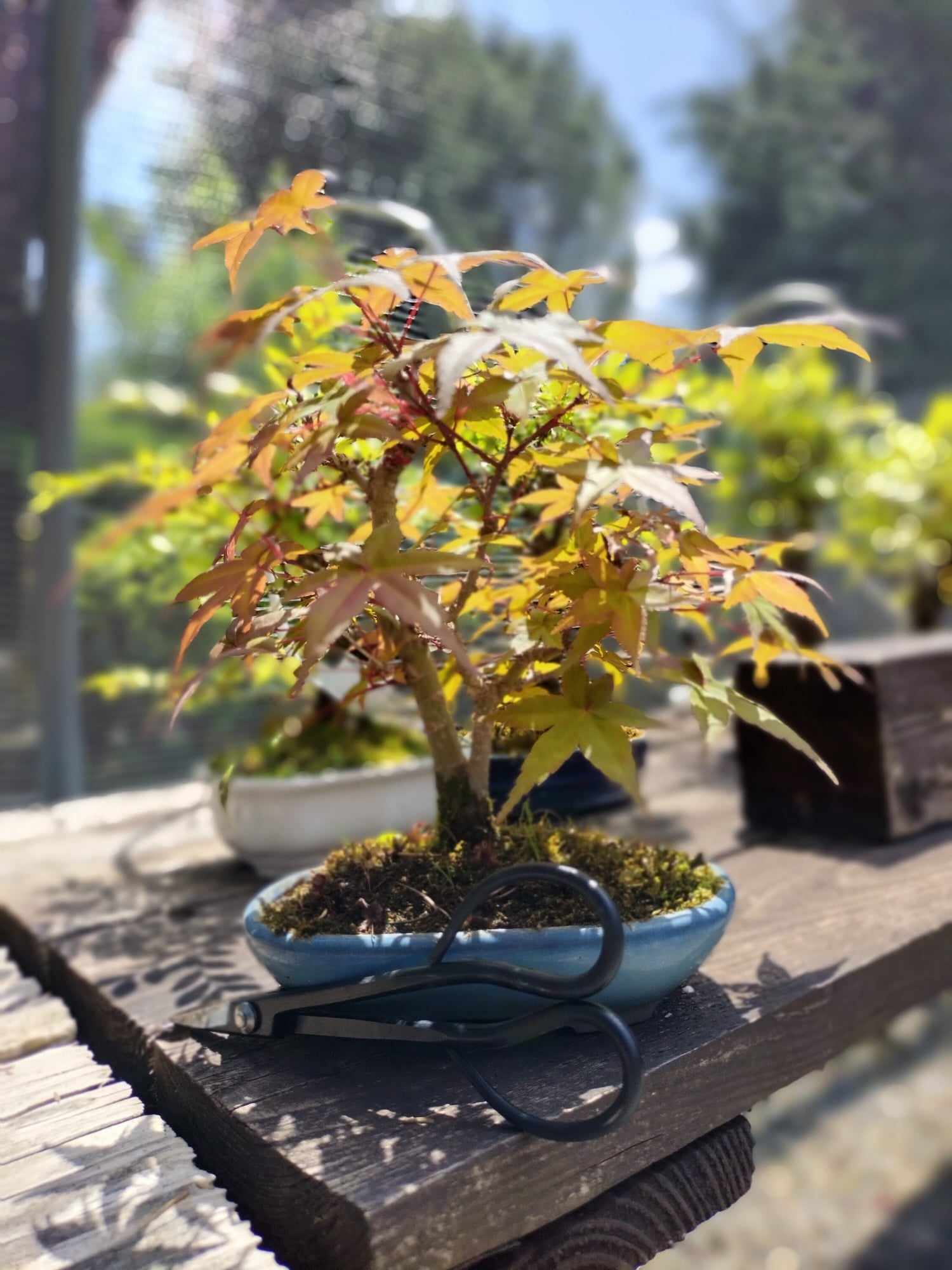 ACER PALMATUM Yamamomiji AP70