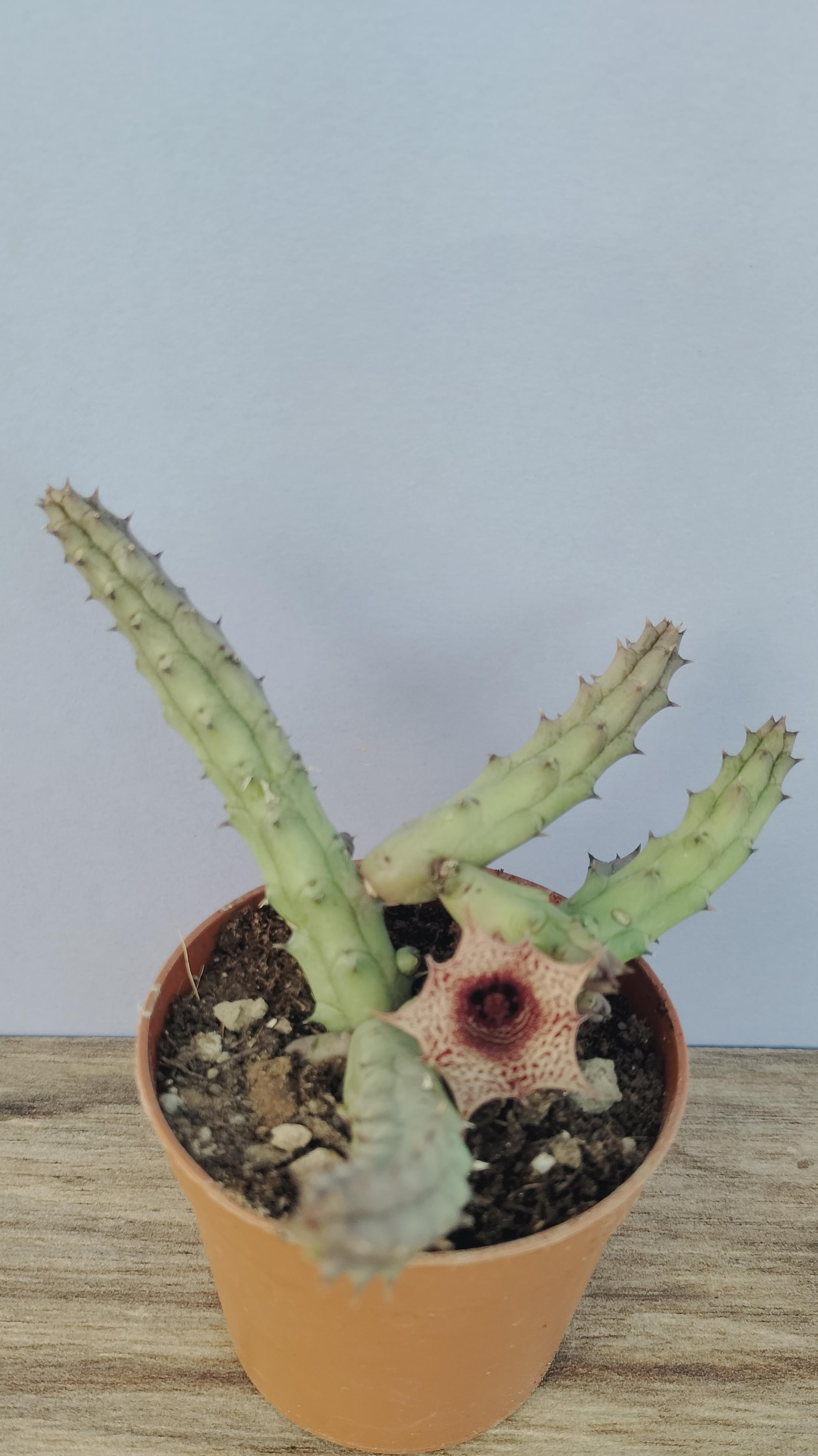 Huernia Hislopii