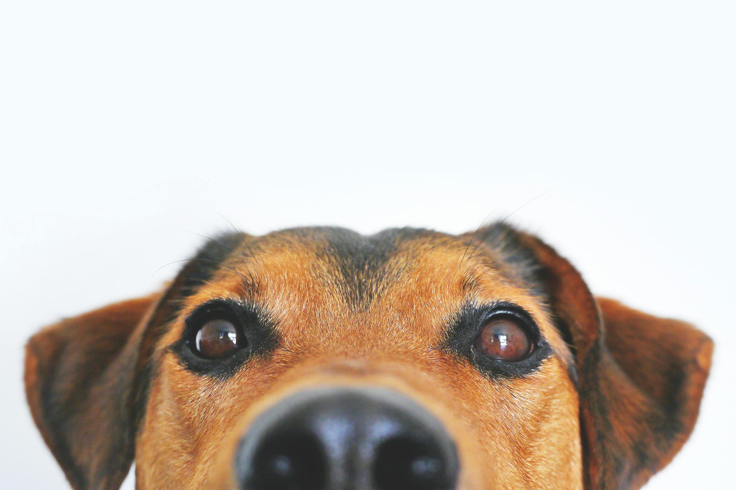 Cani in ufficio: legge, benefici e consigli per una convivenza serena