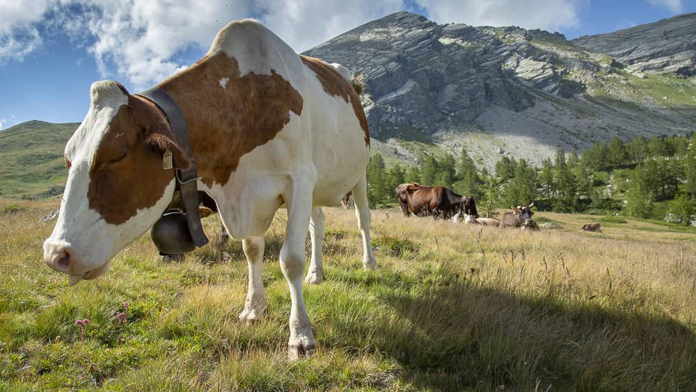 Foto di proprietà dell'Azienda Agricola #FAICHEESE