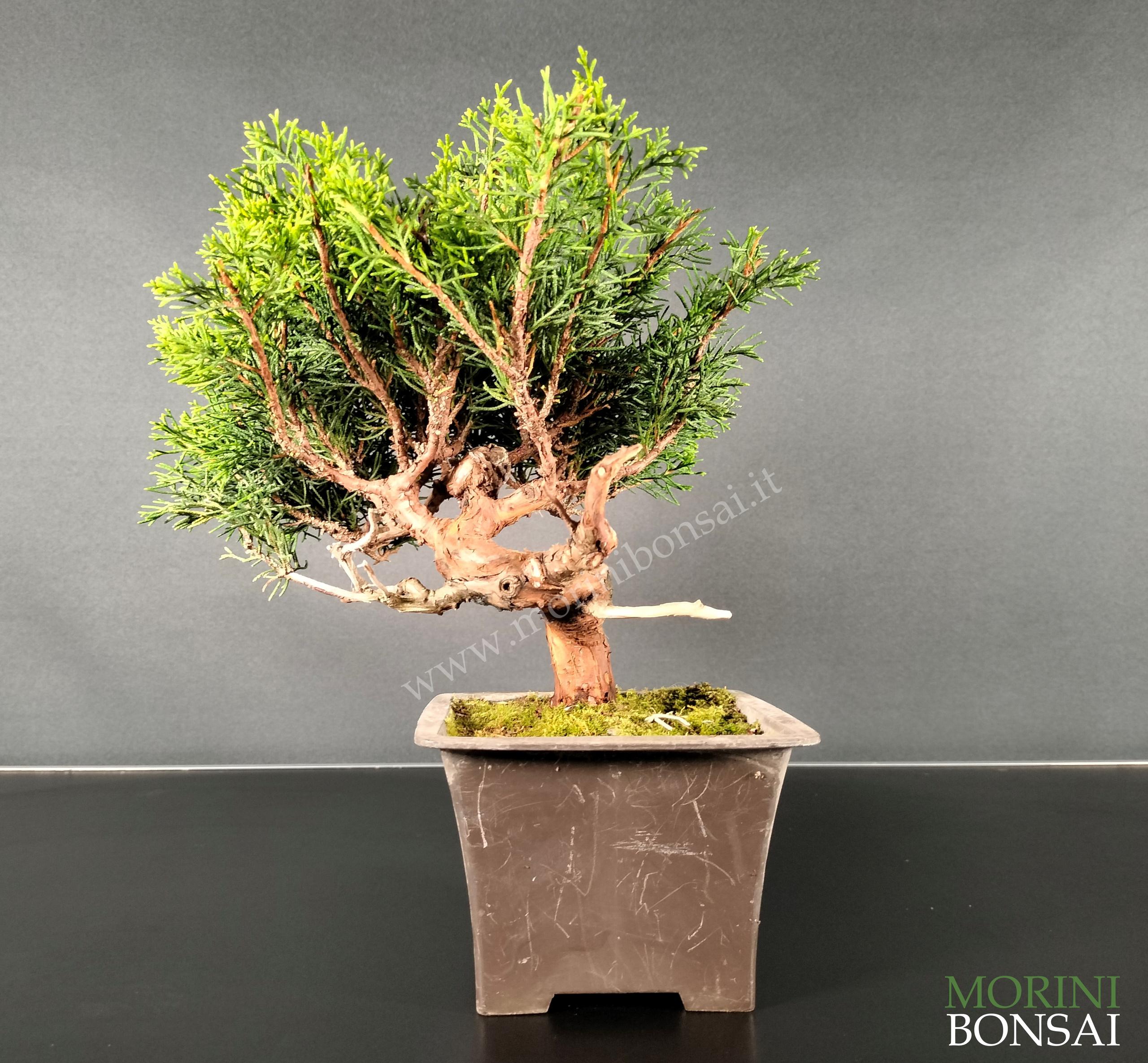 JUNIPERUS ITOIGAWA GI149