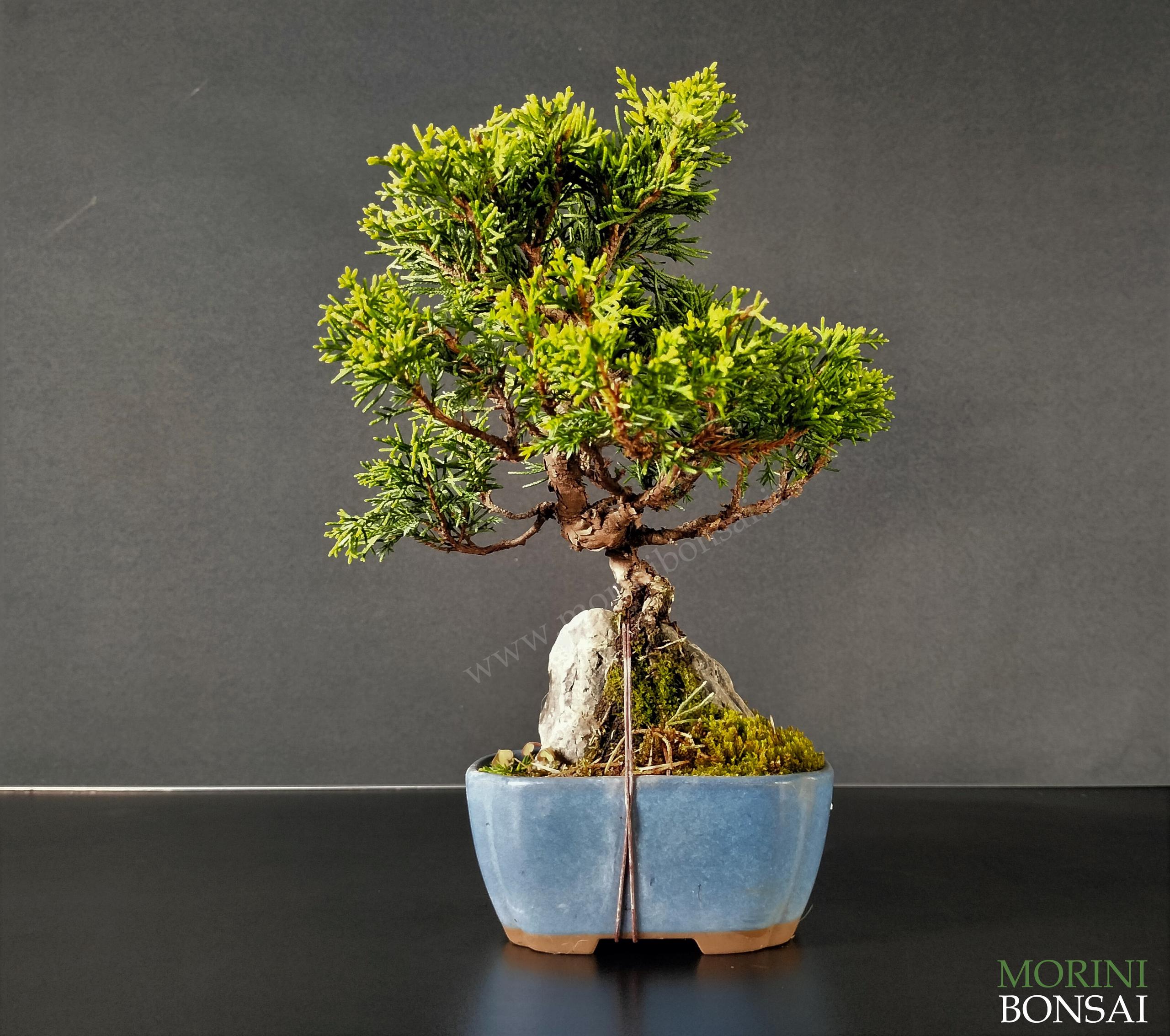 JUNIPERUS ITOIGAWA GI186