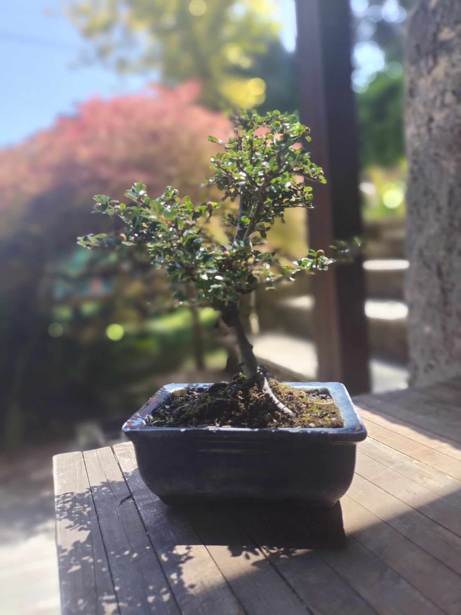 COTONEASTER HORIZONTALIS (COTOGNASTRO) COT013