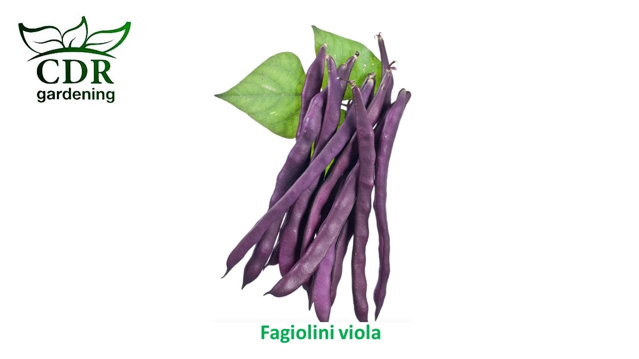 Fagiolini viola