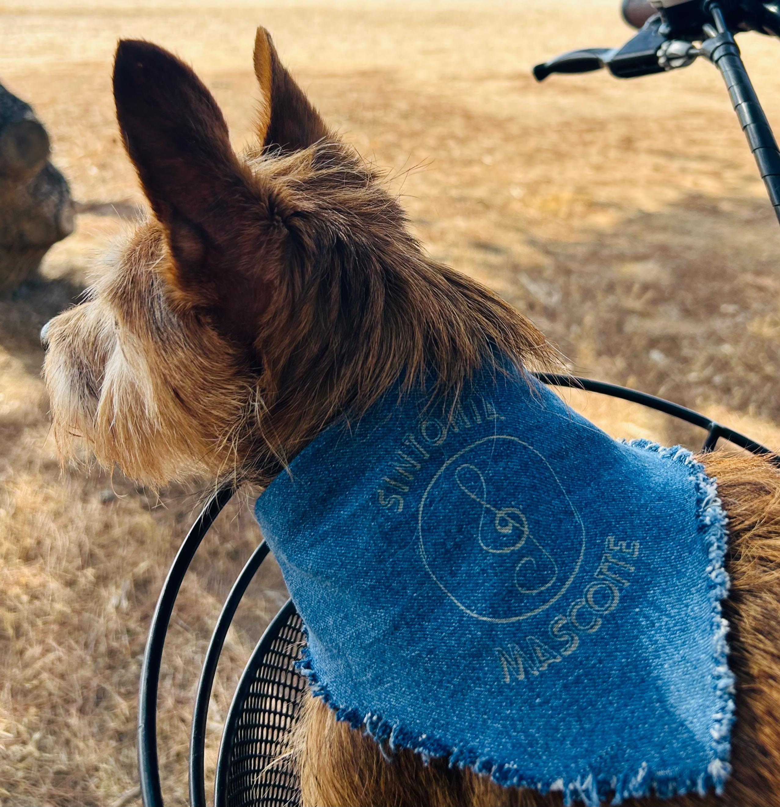 Bandana jeans cani e gatti personalizzato