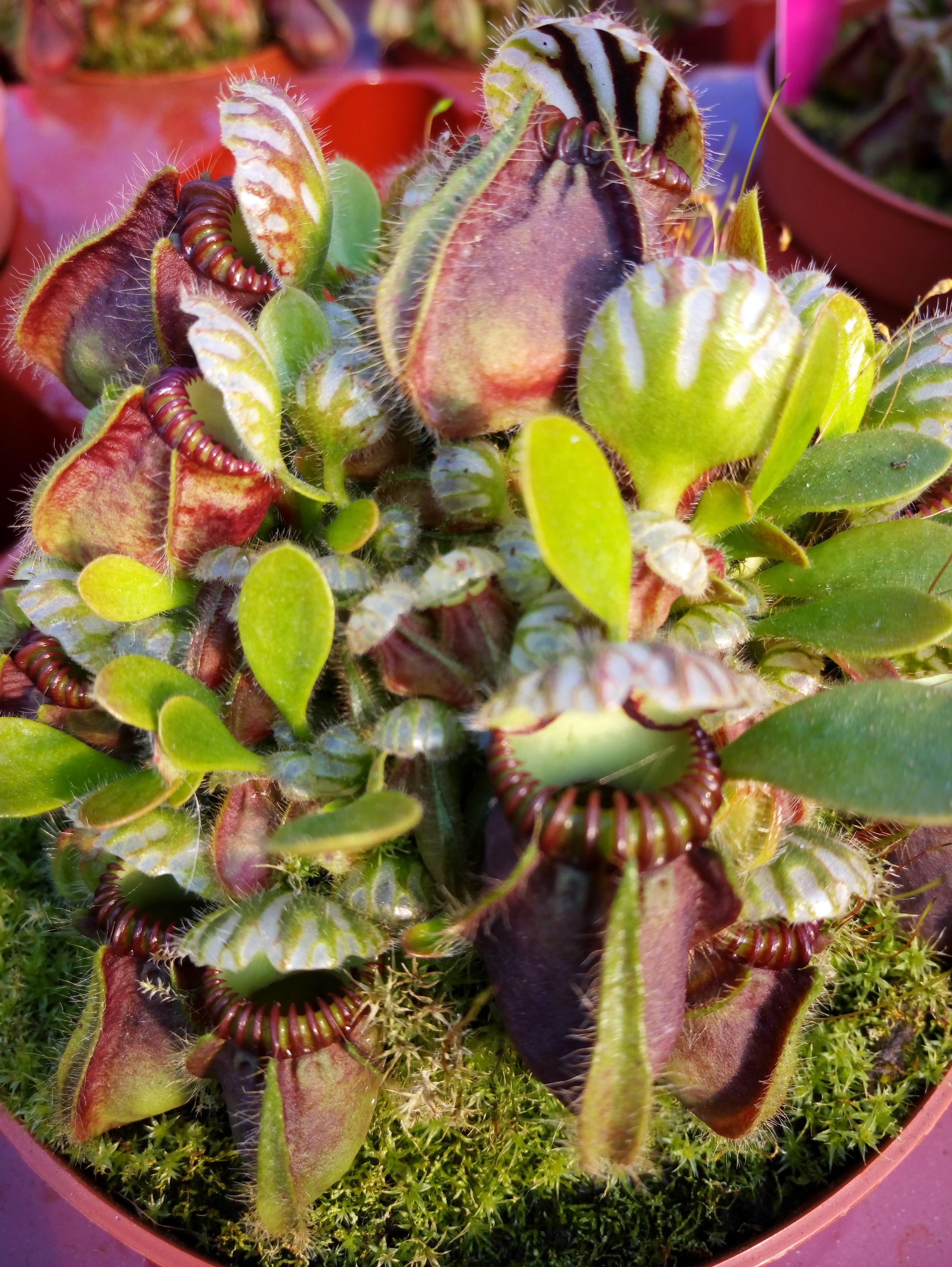 pianta carnivora: Cephalotus