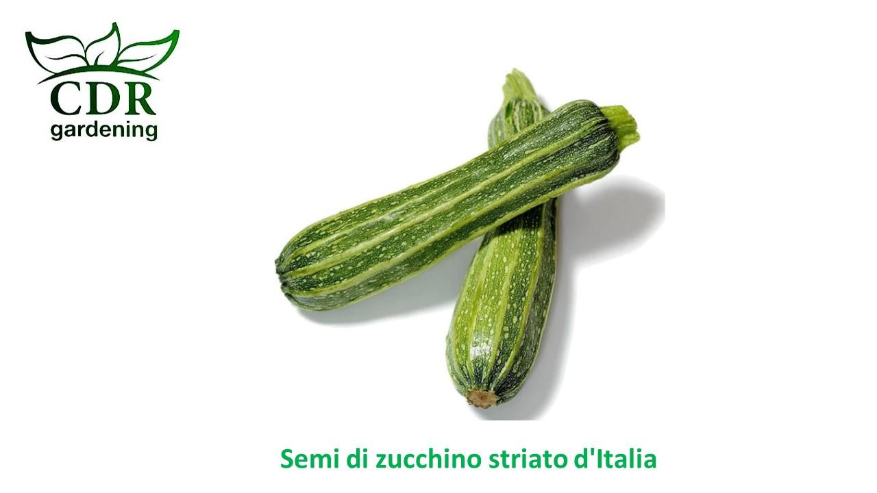 Zucchine strato d'Italia
