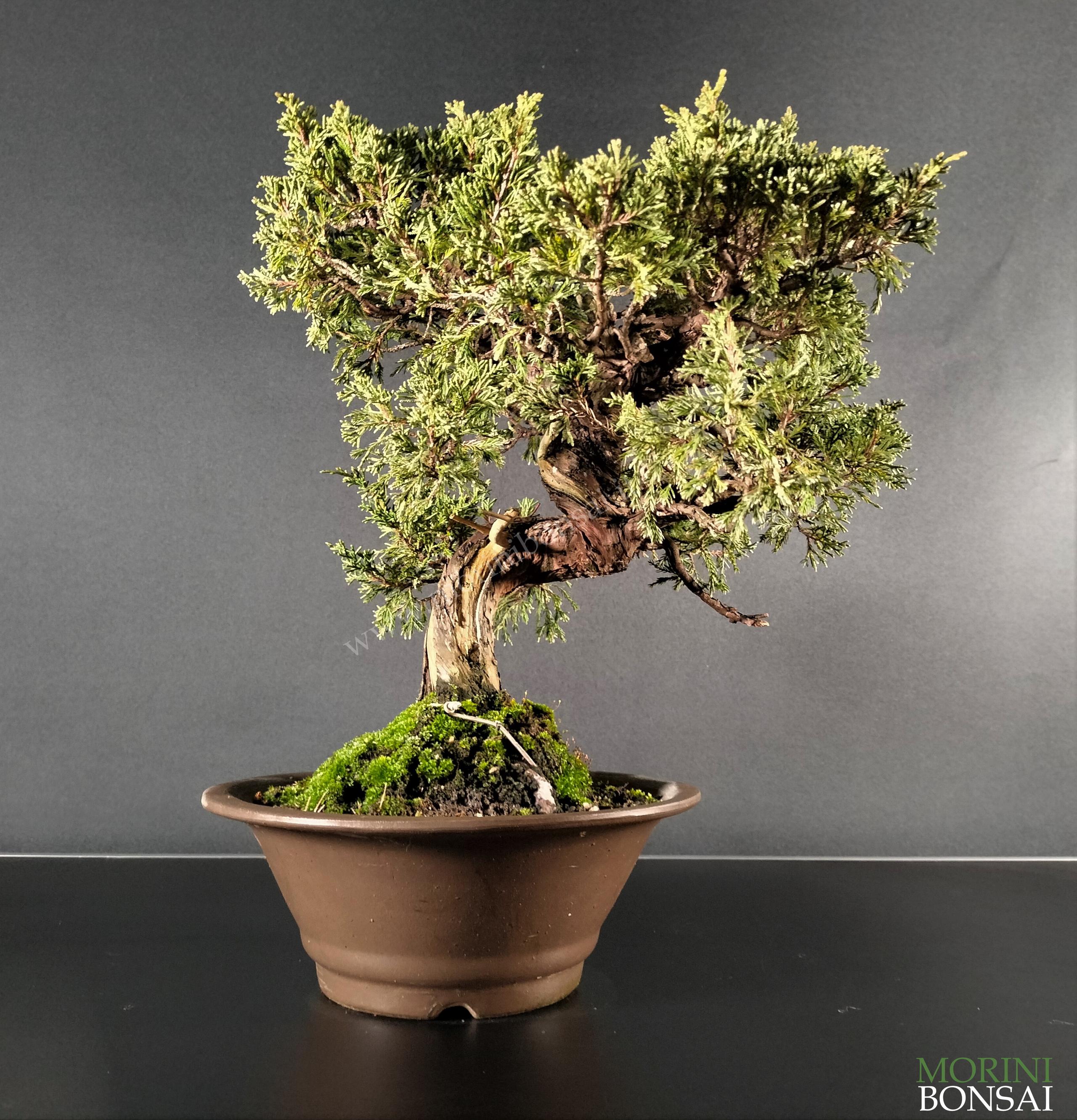 JUNIPERUS ITOIGAWA GI203