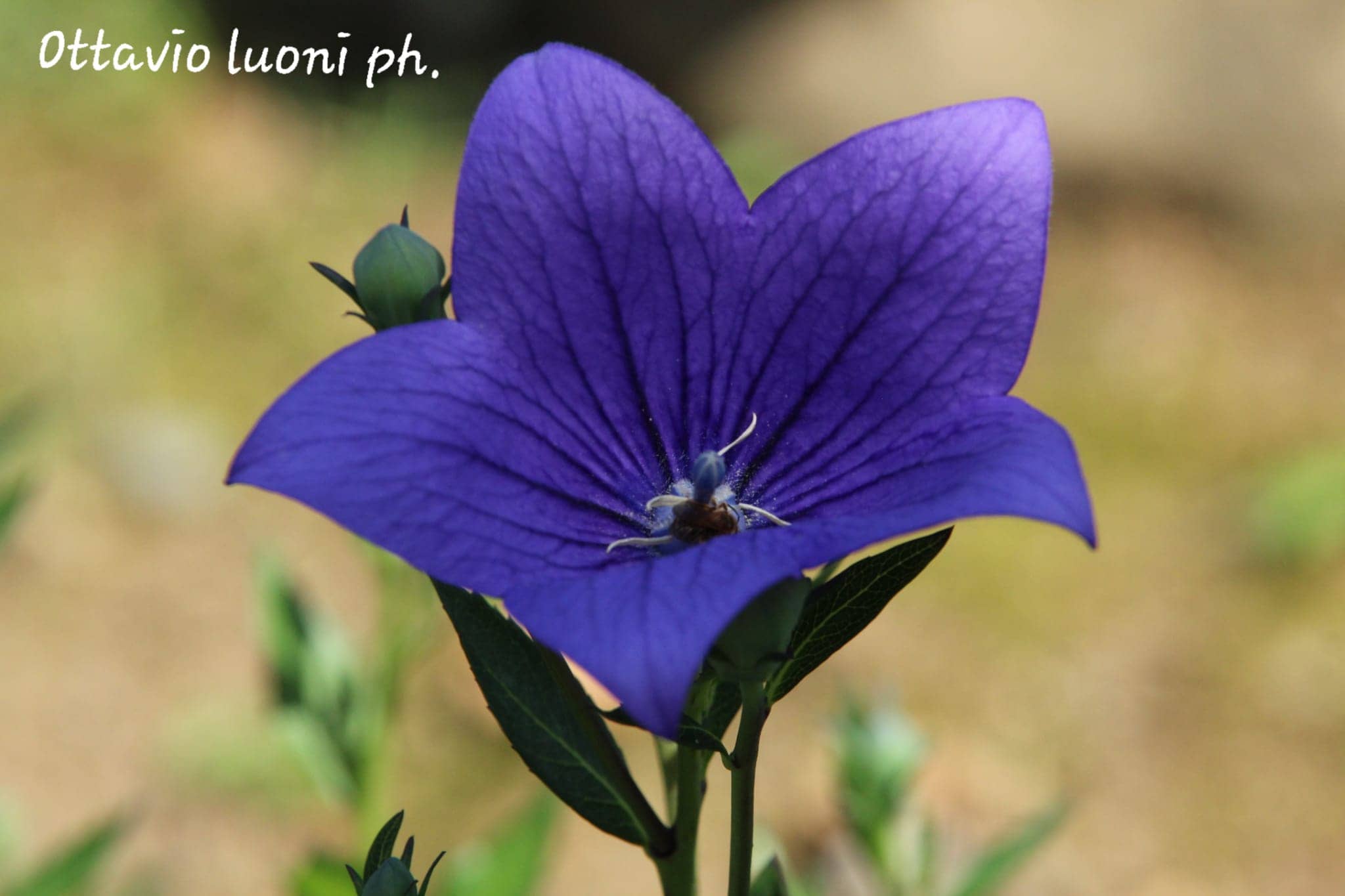 Foto di proprietà del Giardino Alpinia