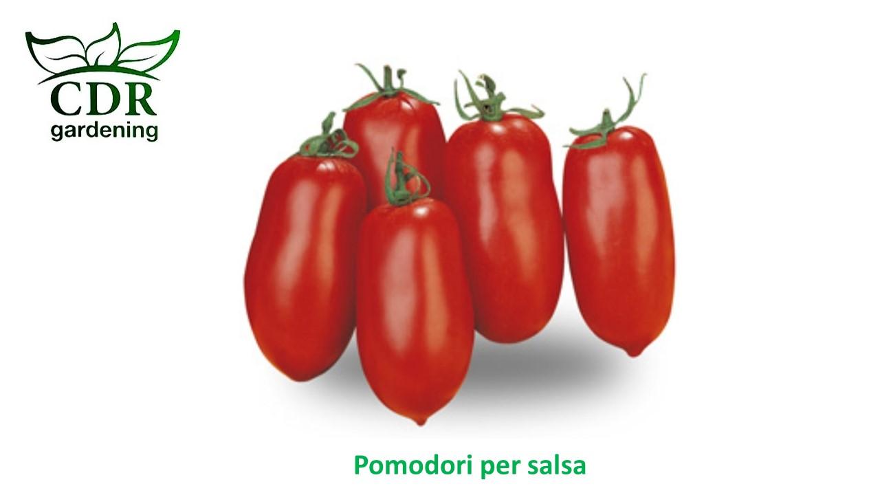 Pomodoro per salsa