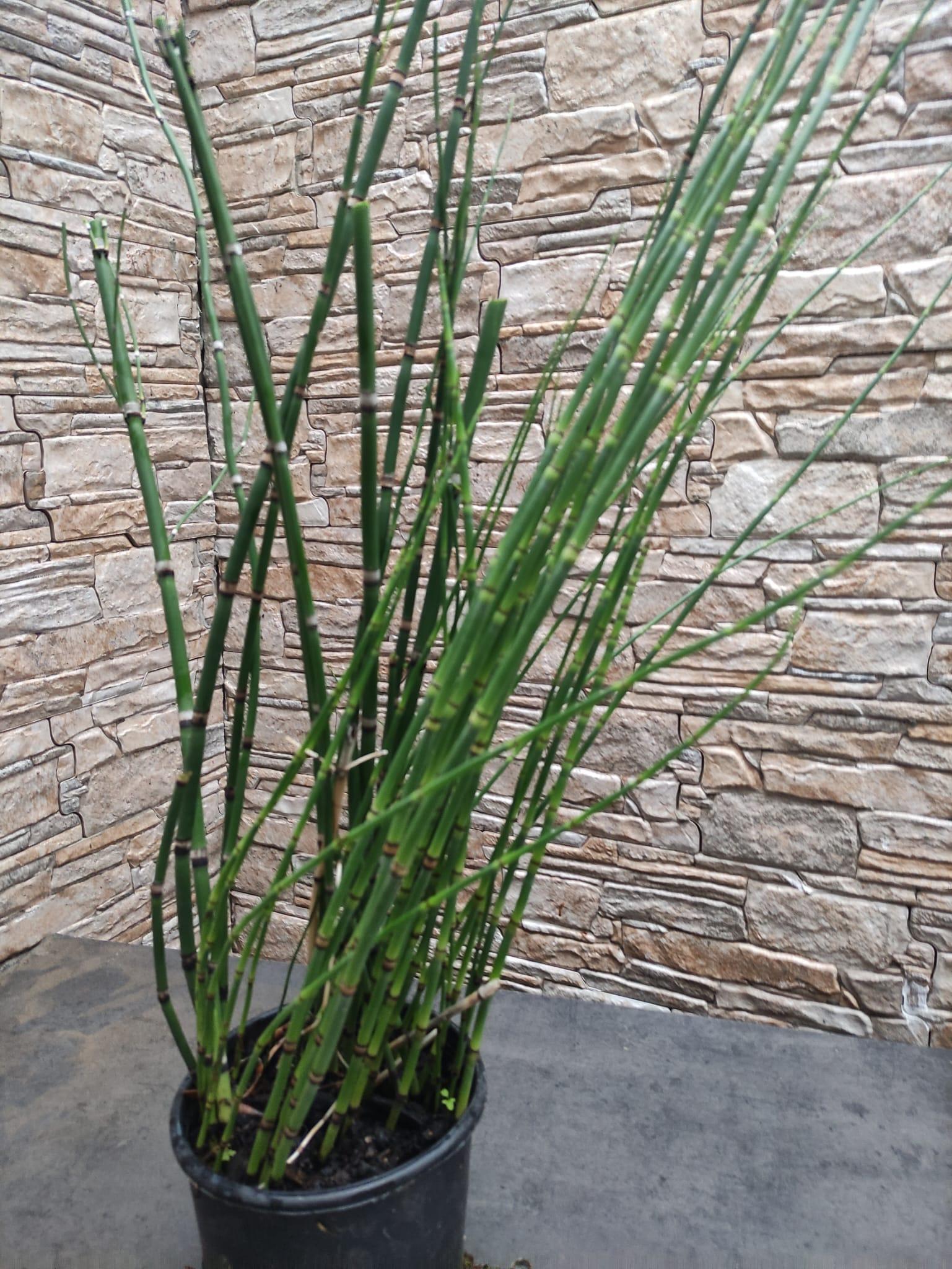 equisetum japonicum