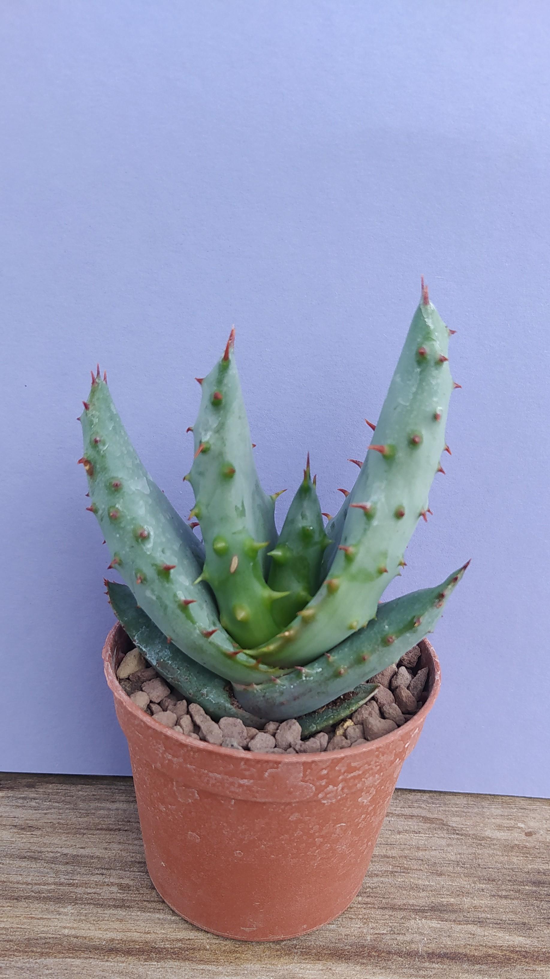 Aloe Ferox