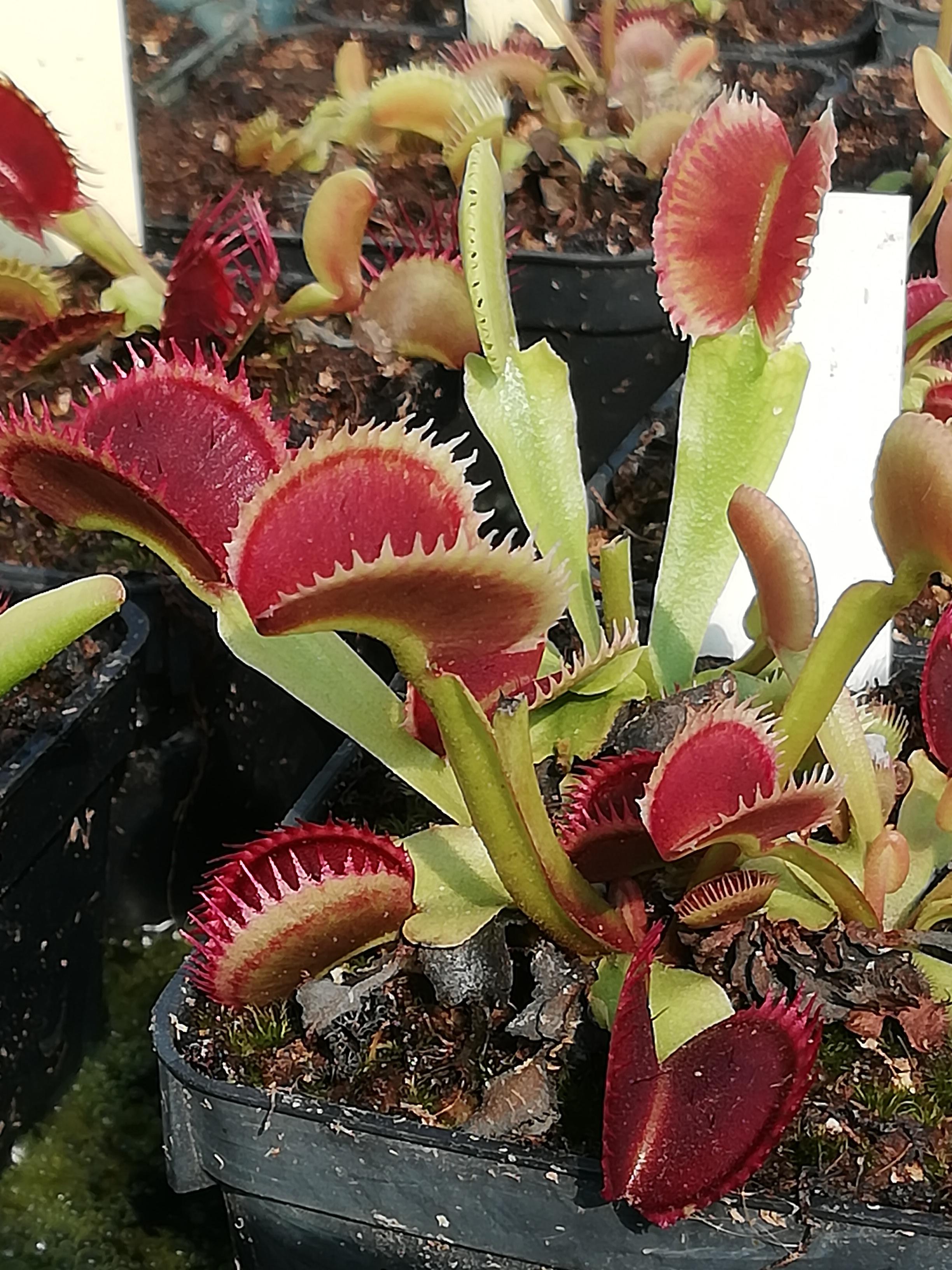 Dionaea muscipula in cultivar (40+ cultivars disponibili)