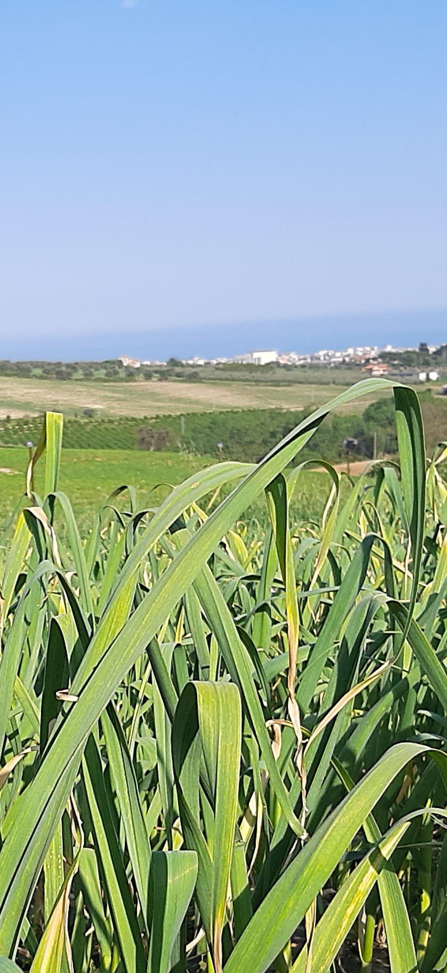 pflanze weißen Knoblauch auf unseren Feldern