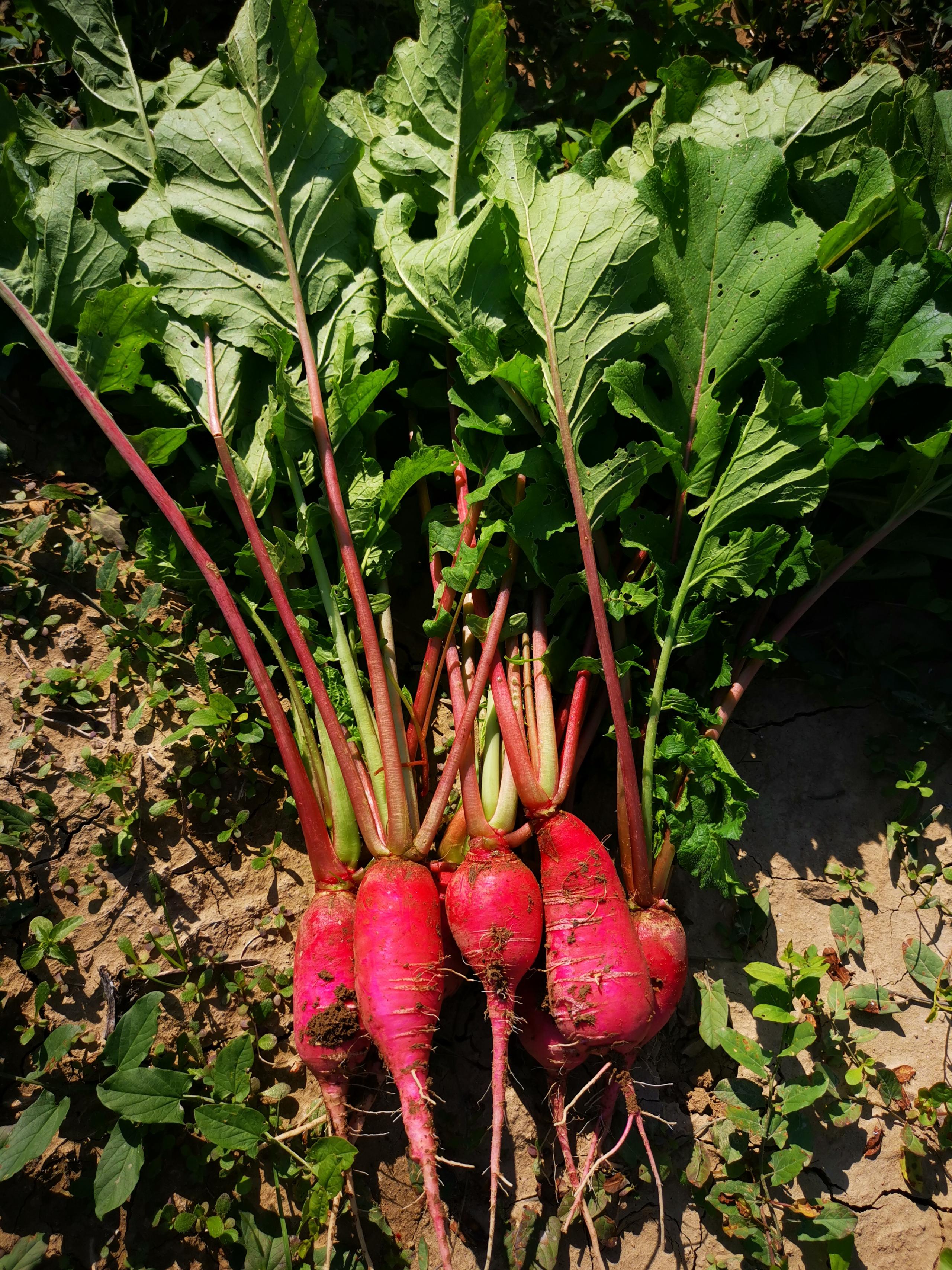 Sacchetto portasemi in omaggio 50  semi di CHINA RED RADISH