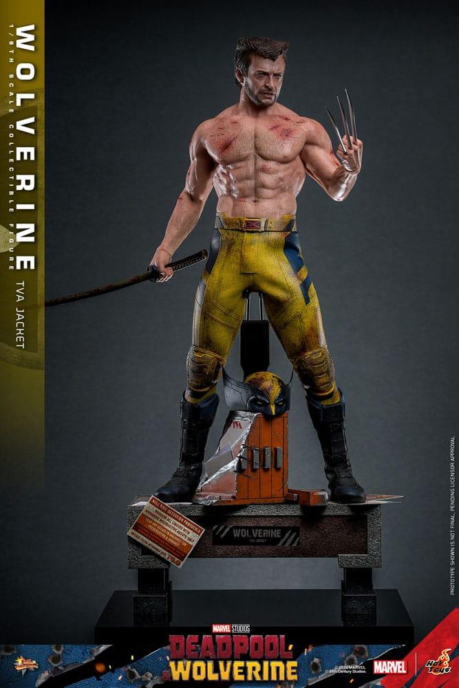 Hot Toys WOLVERINE Deadpool TVA JACKET VERSION 1/6 Action FIGURE Doll