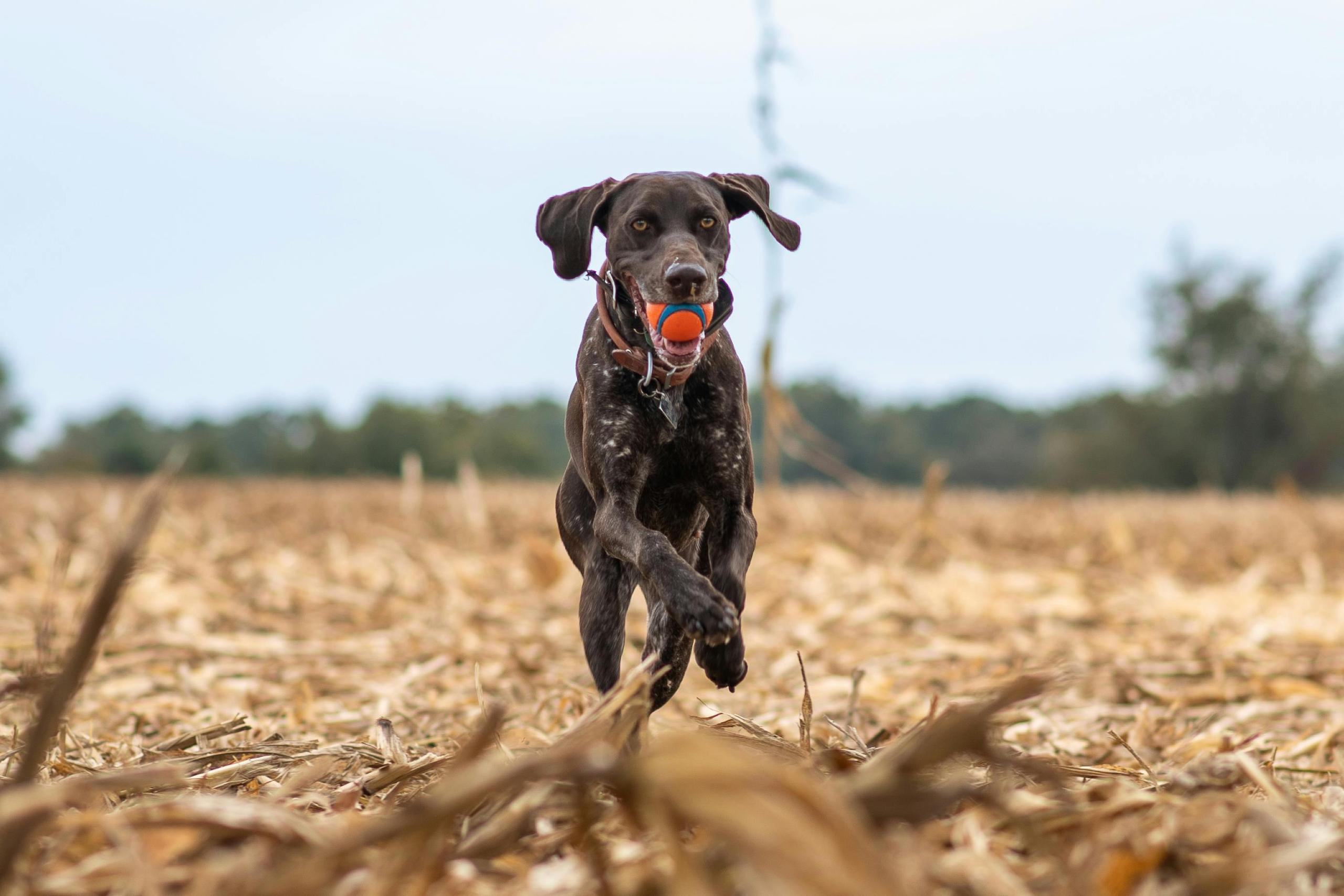 IL GIOCO DEL RIPORTO: Come Trasformare un Semplice Gioco in un Momento Magico di Connessione con il Tuo Cane