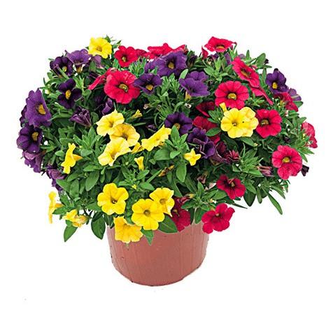 Calibrachoa