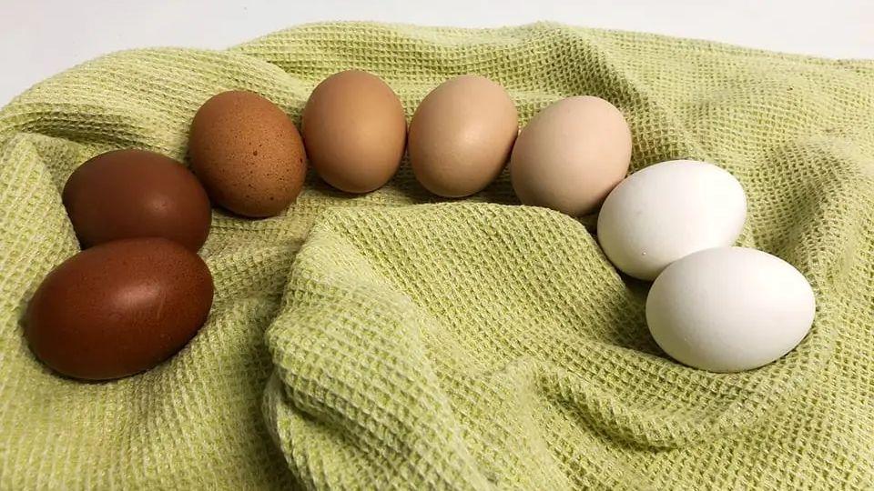 I colori delle uova dipendono dalla razza della gallina