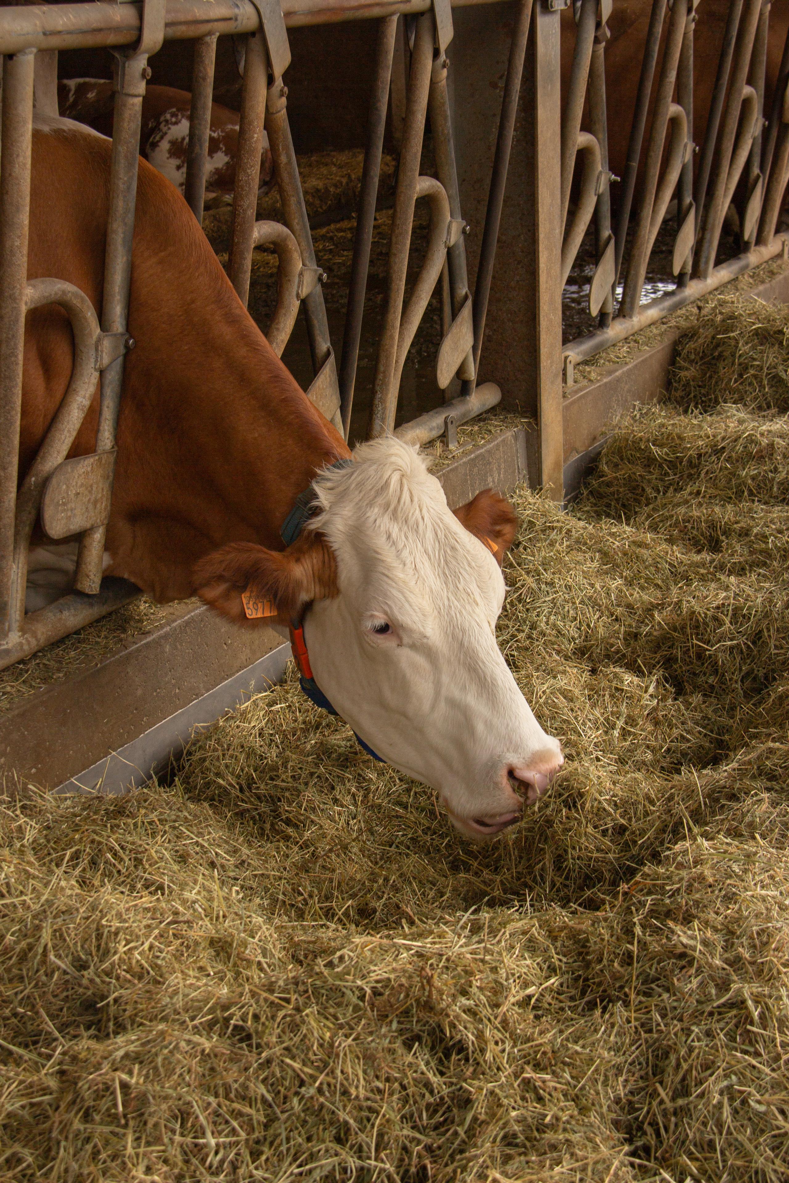 Foto di proprietà dell'Azienda Agricola #FAICHEESE