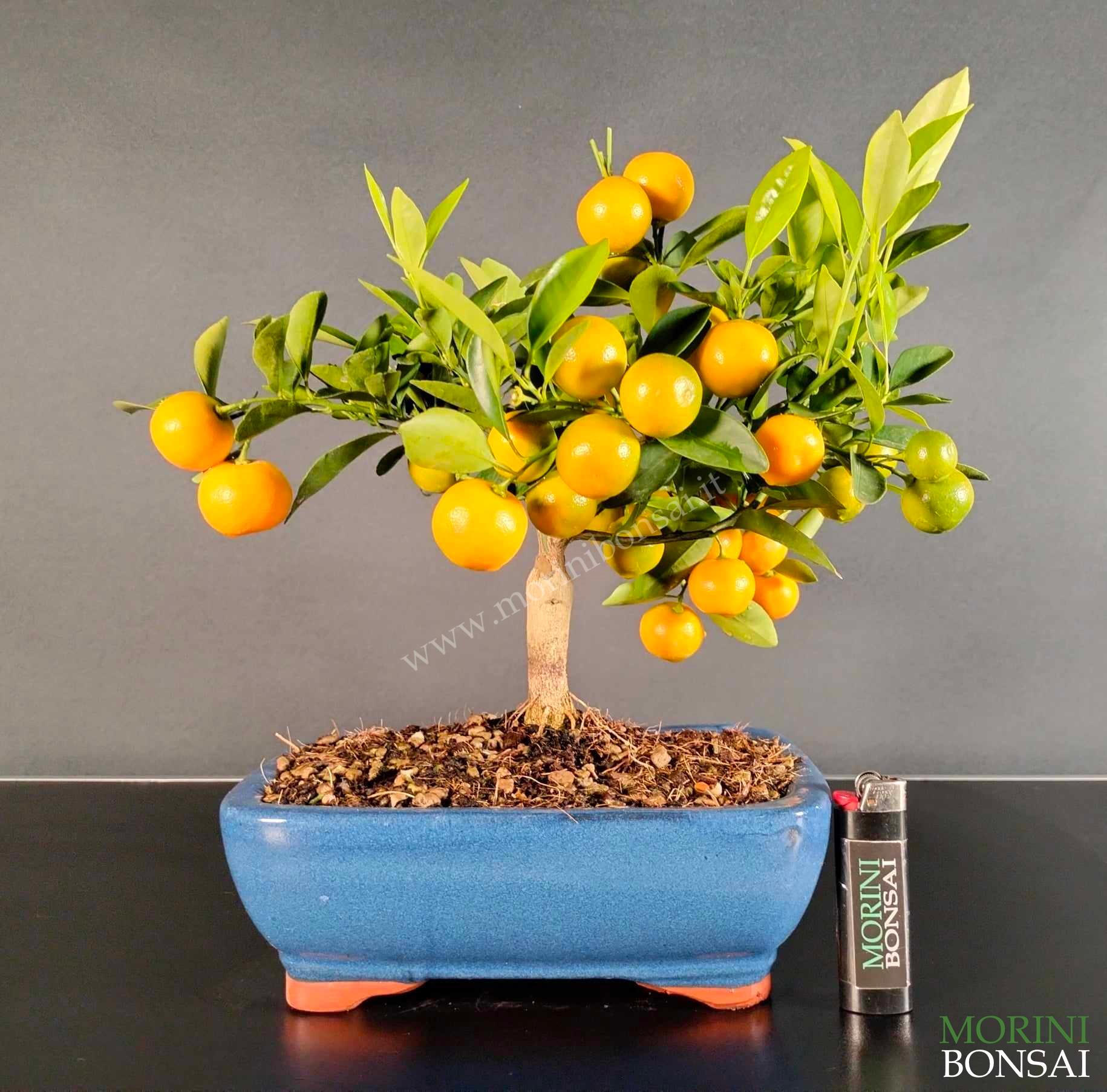 CITRUS MITIS CALAMONDINO (MANDARINO NANO) CTR001