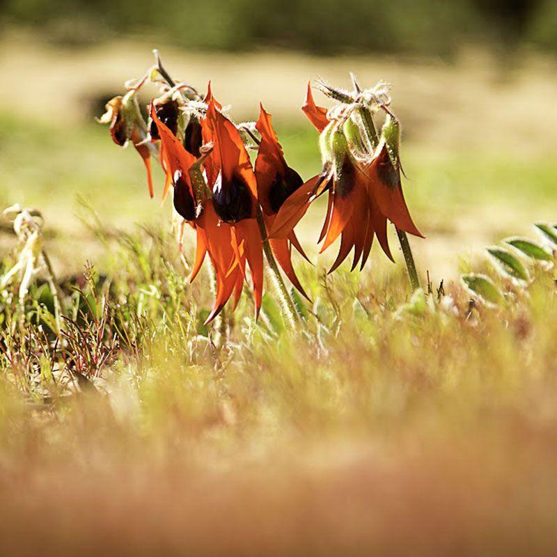 Sturt Desert Pea