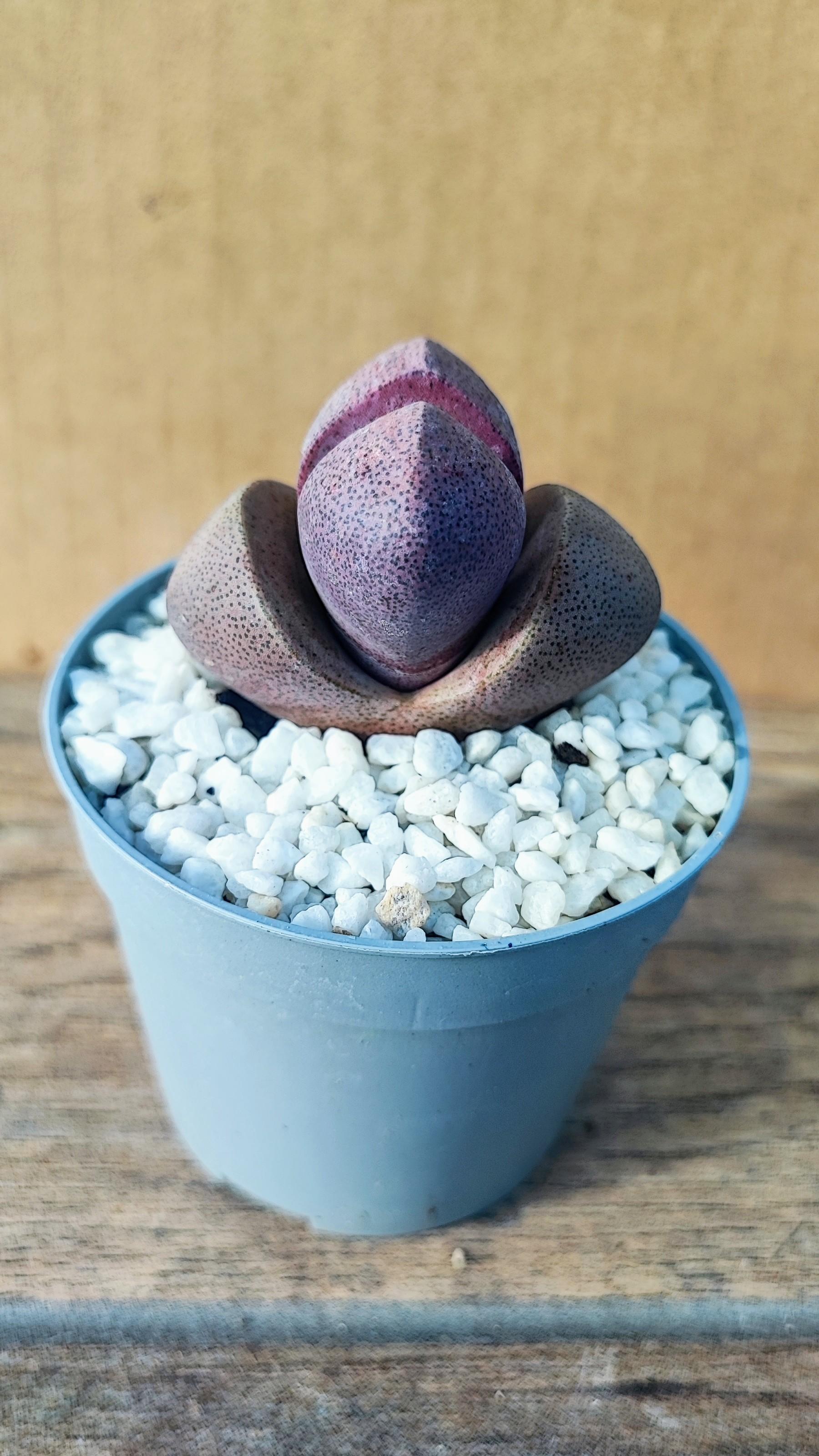 Pleiospilos Nelii v. Rubra