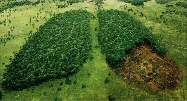 Foreste distrutte col certificato verde: lo scandalo mondiale delle etichette eco