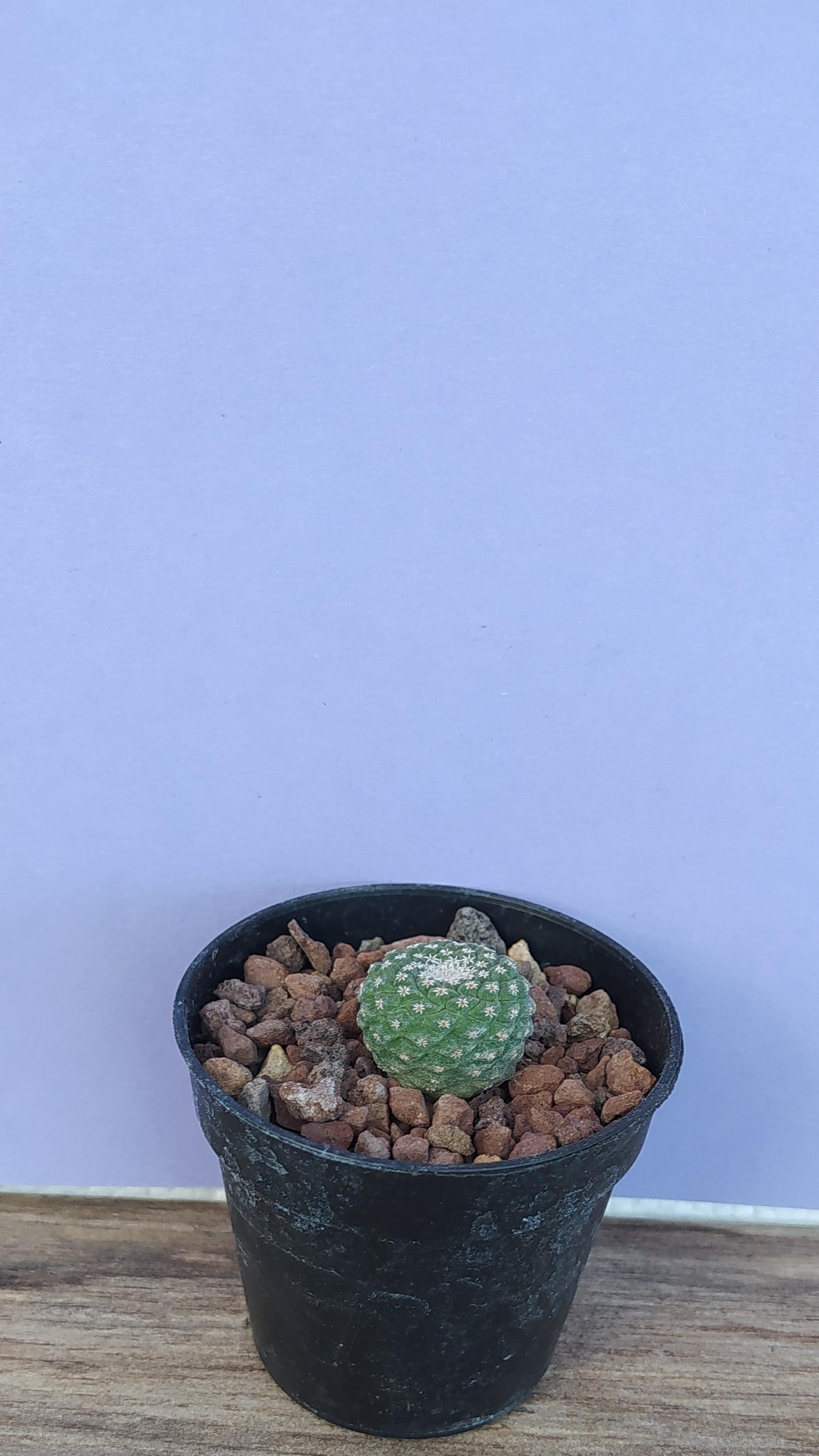 Strombocactus Disciformis v.minimus