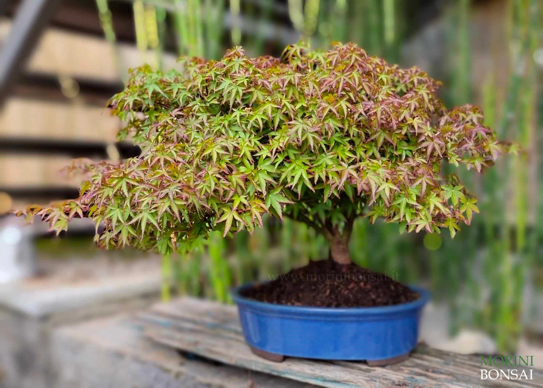 ACER PALMATUM Kiyohime AP68