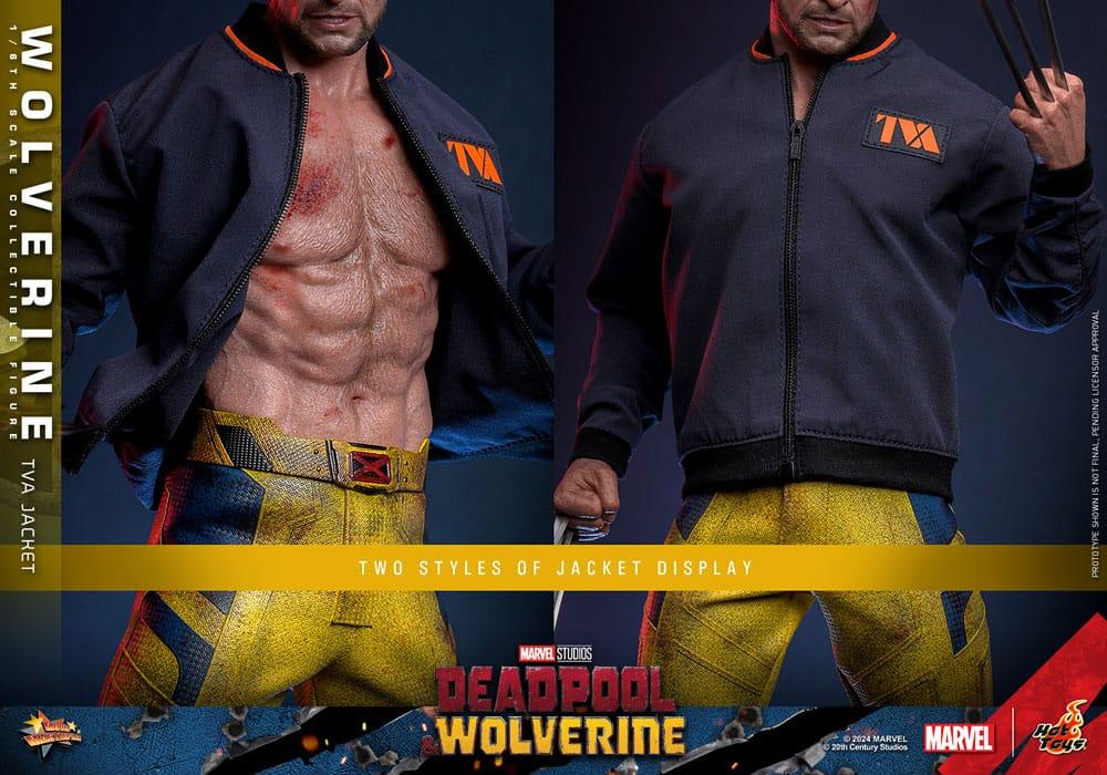 Hot Toys WOLVERINE Deadpool TVA JACKET VERSION 1/6 Action FIGURE Doll