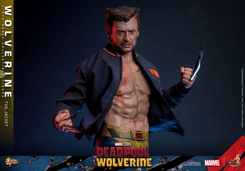 Hot Toys WOLVERINE Deadpool TVA JACKET VERSION 1/6 Action FIGURE Doll