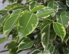 Ficus benjamina