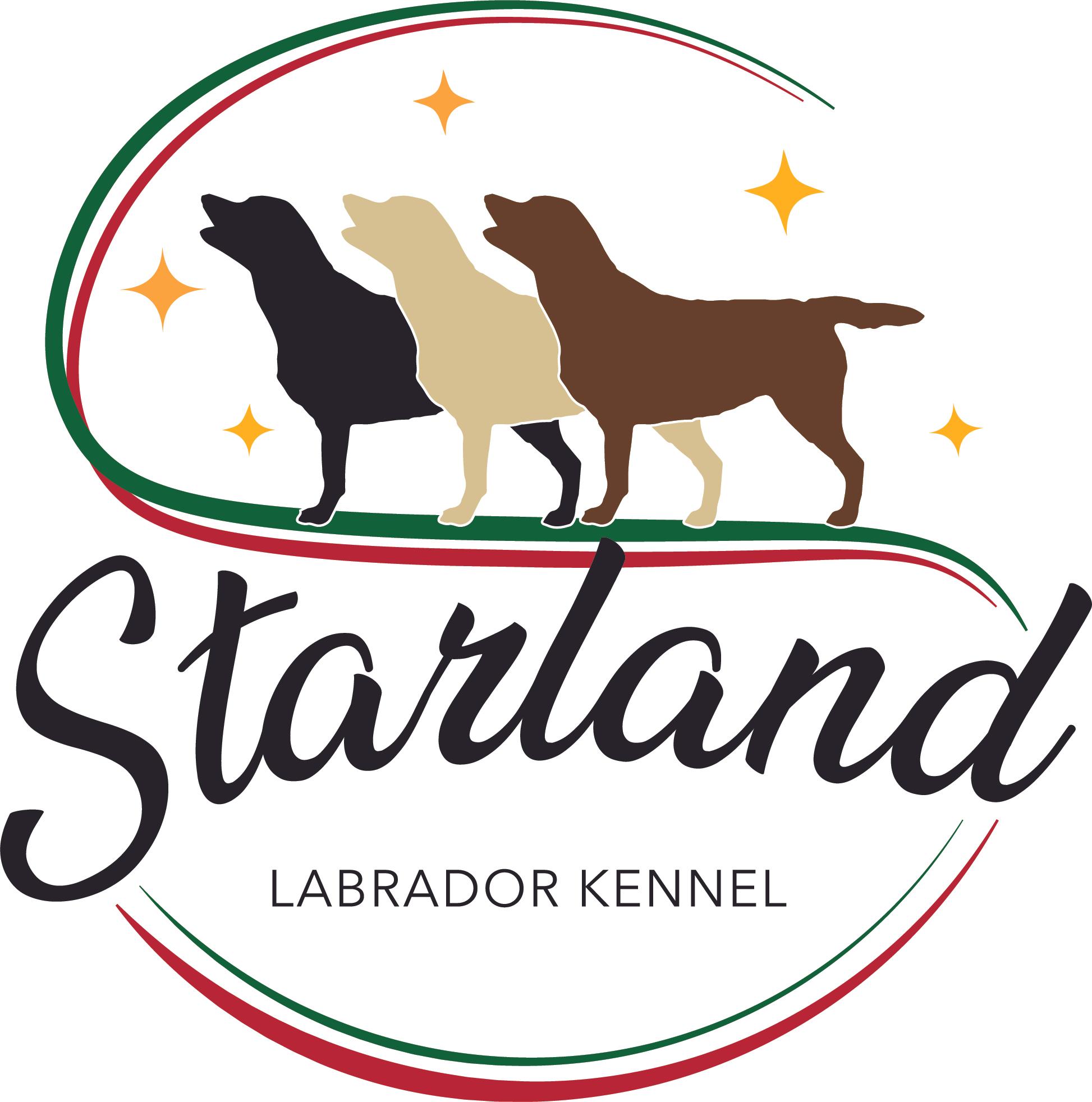 Allevamento Starland labrador retriever