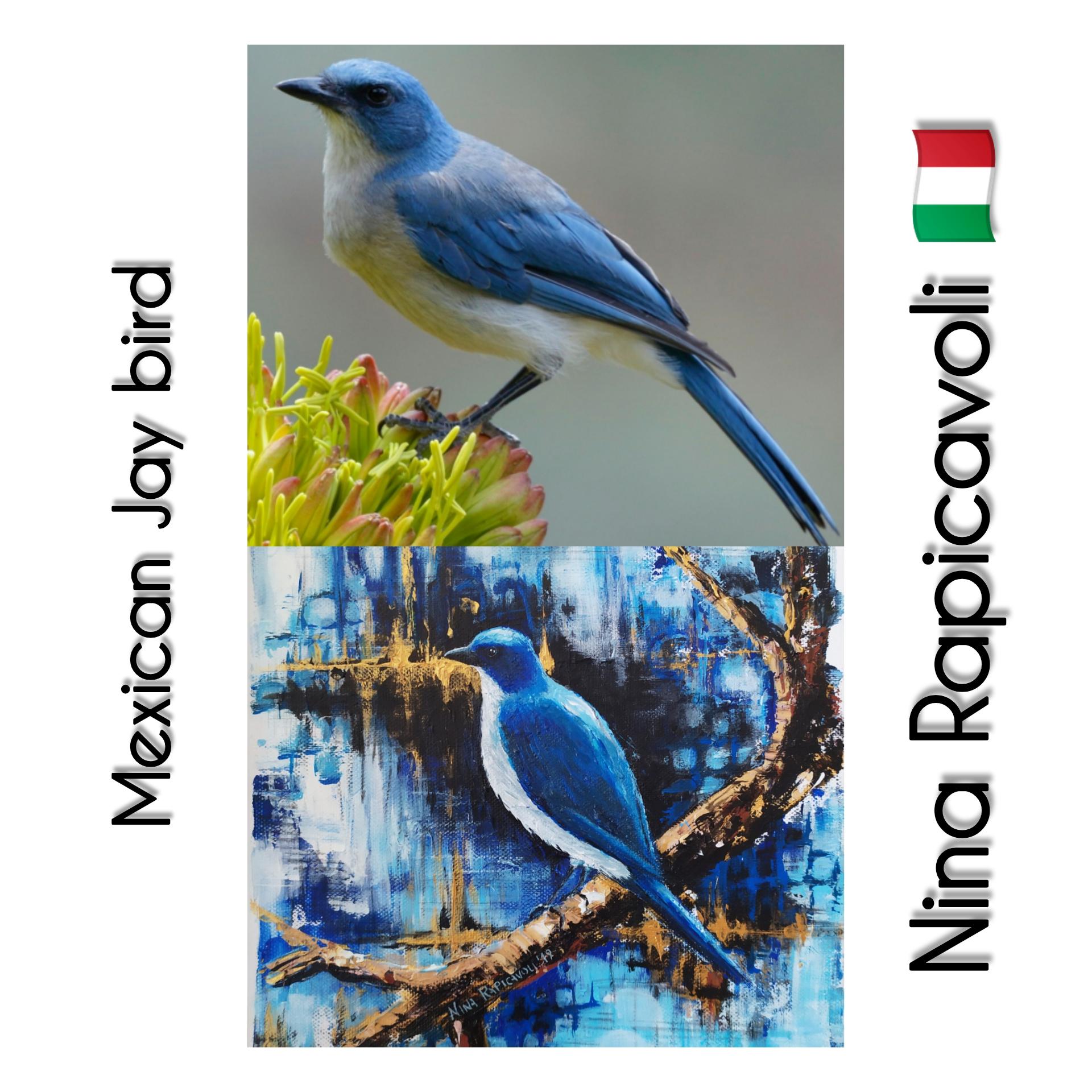 Mexican Jay uccello Dipinto