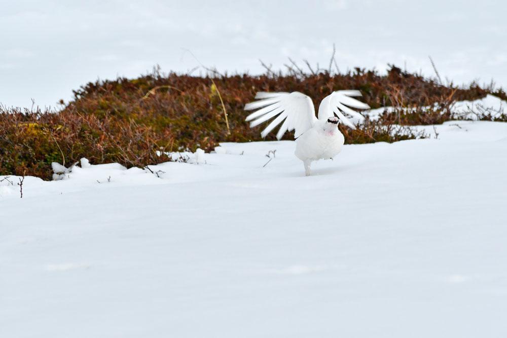 Norvegia, Norway, Varanger