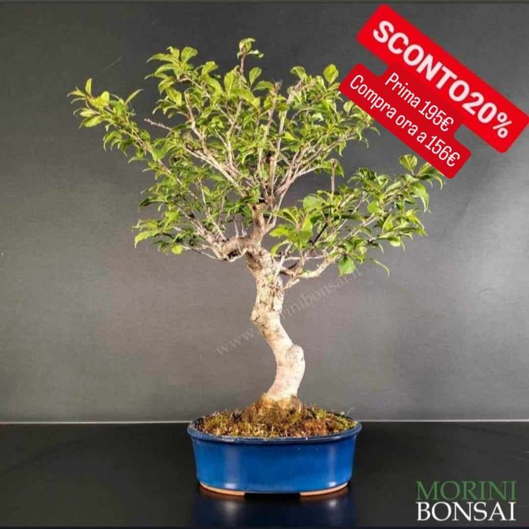 ILEX SERRATA IS002