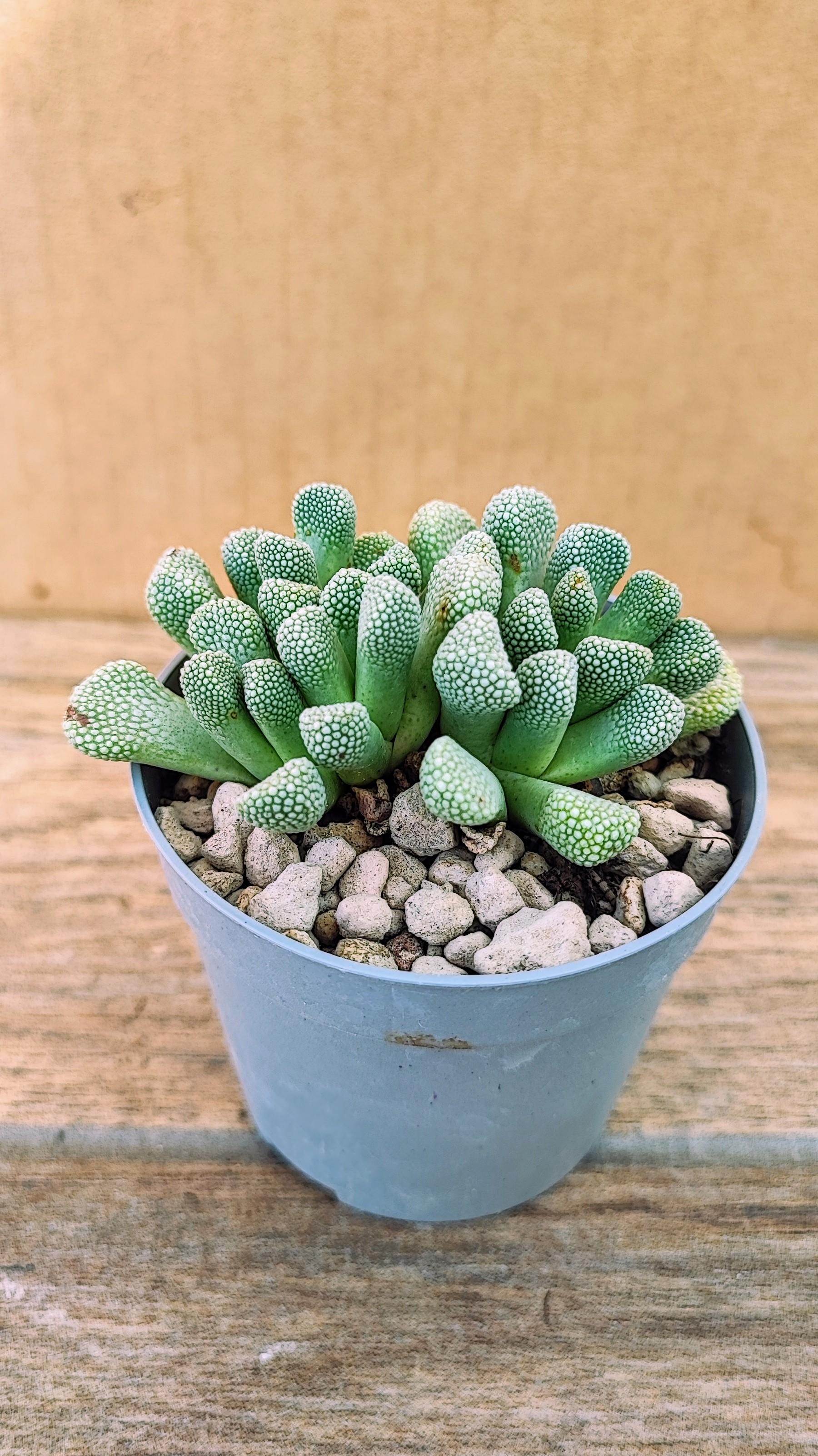 Aloinopsis Luckhoffi