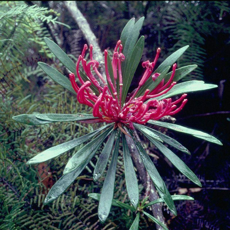 Monga Waratah