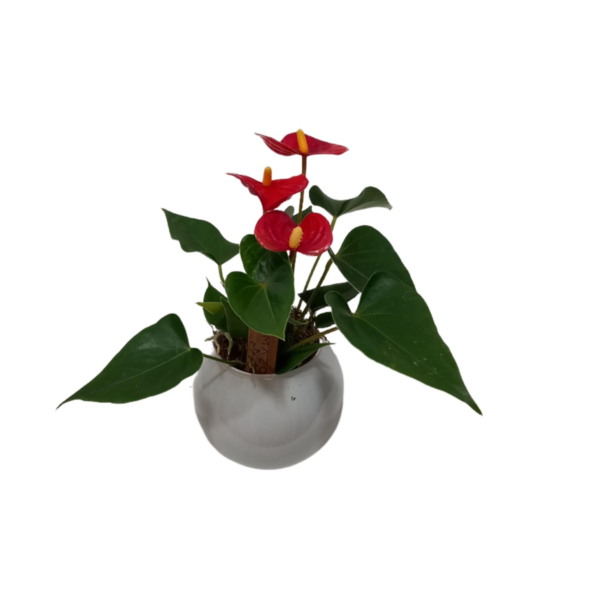 Mini Anthurium