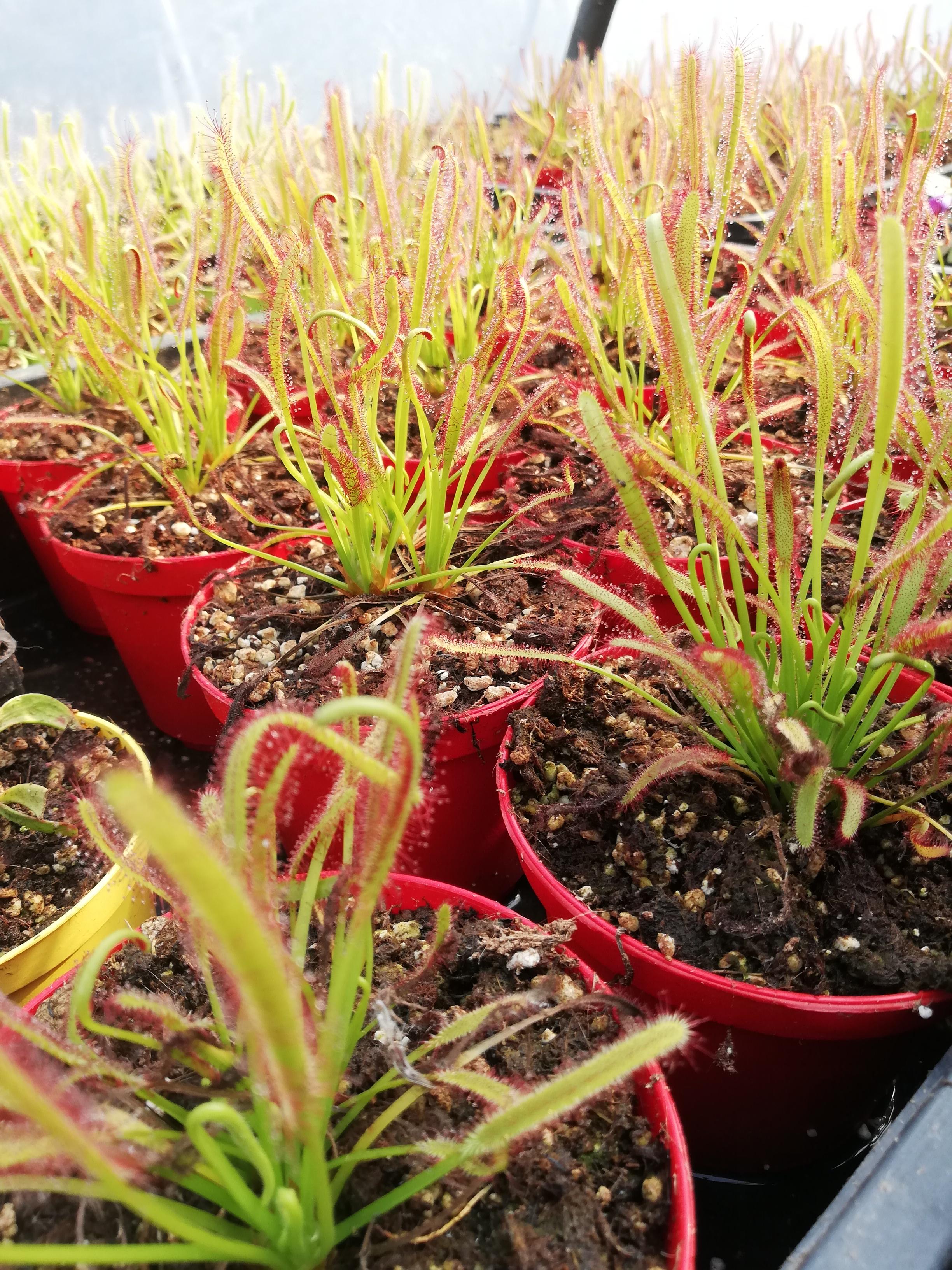 Drosera capensis red