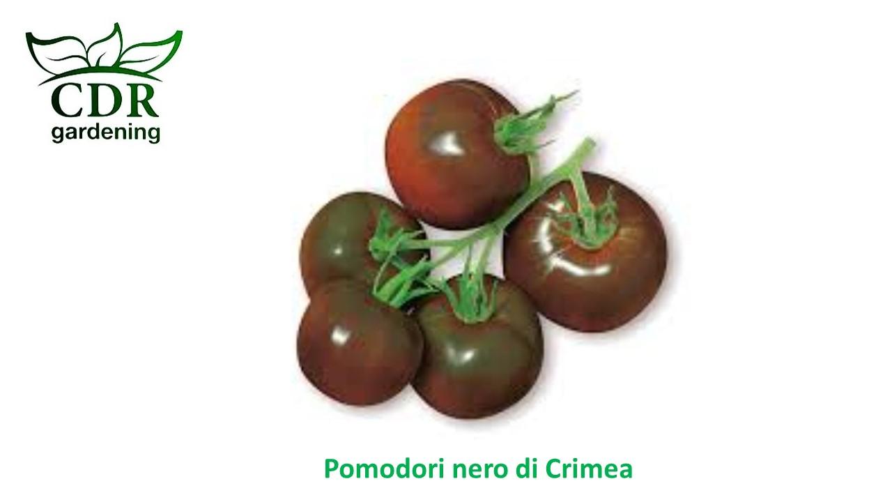 Pomodori nero di Crimea