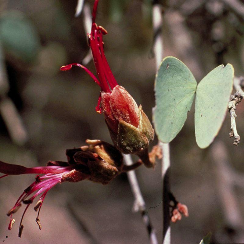 Bauhinia